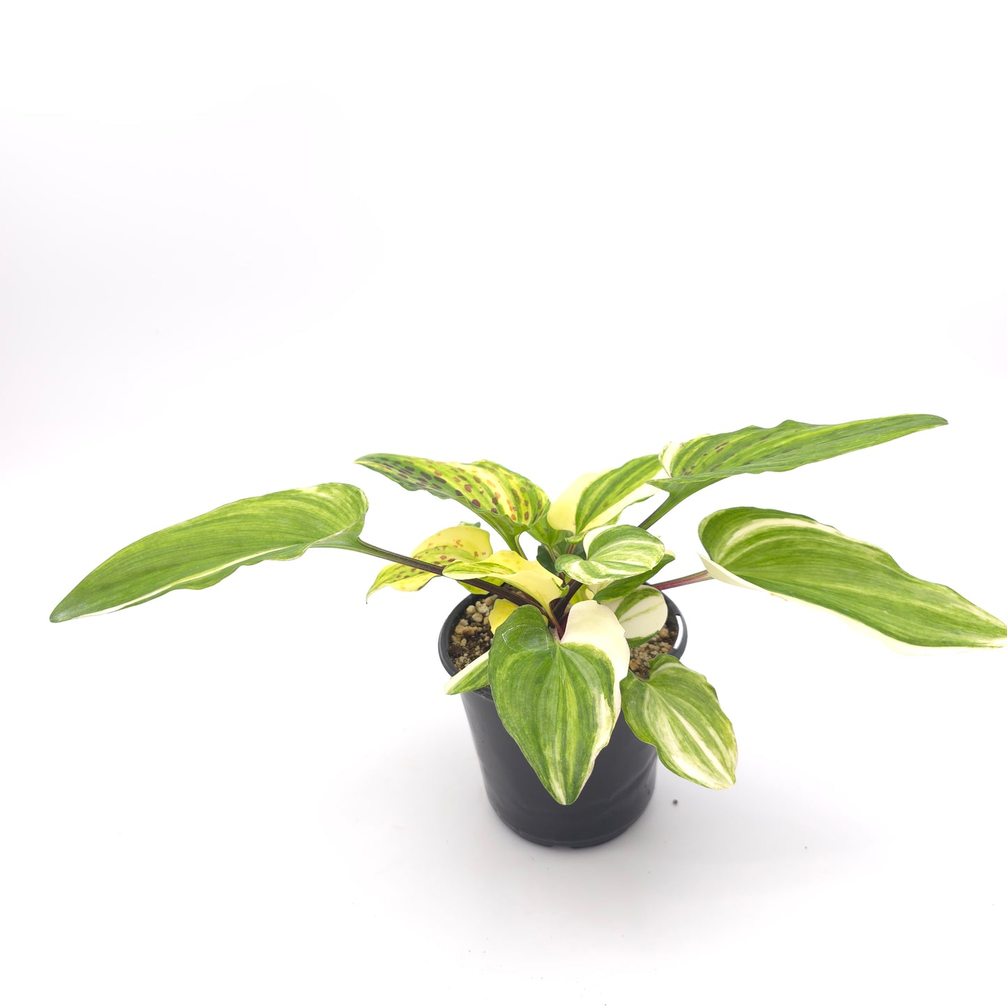 Drimopsis maculata variegata 4 inch pot 363