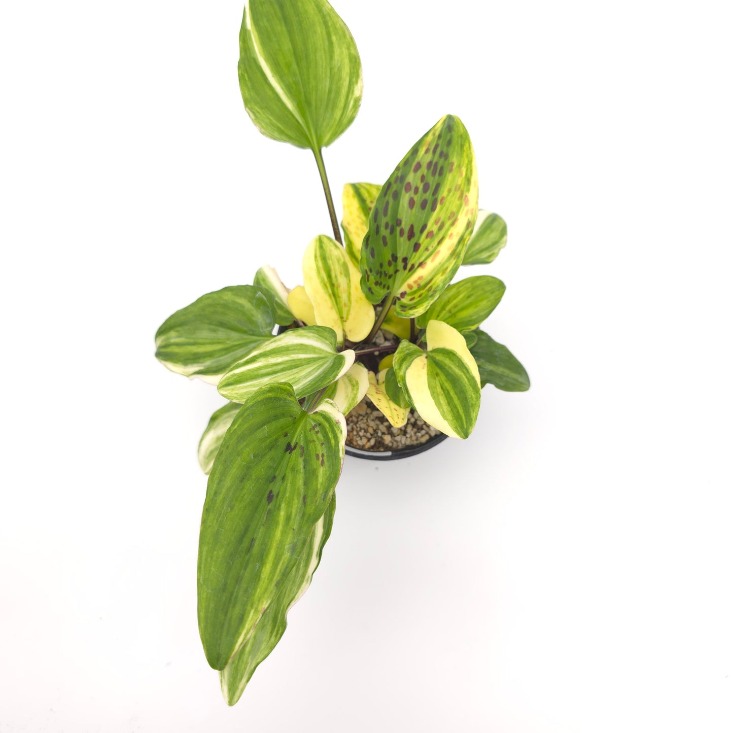 Drimopsis maculata variegata 4 inch pot 363