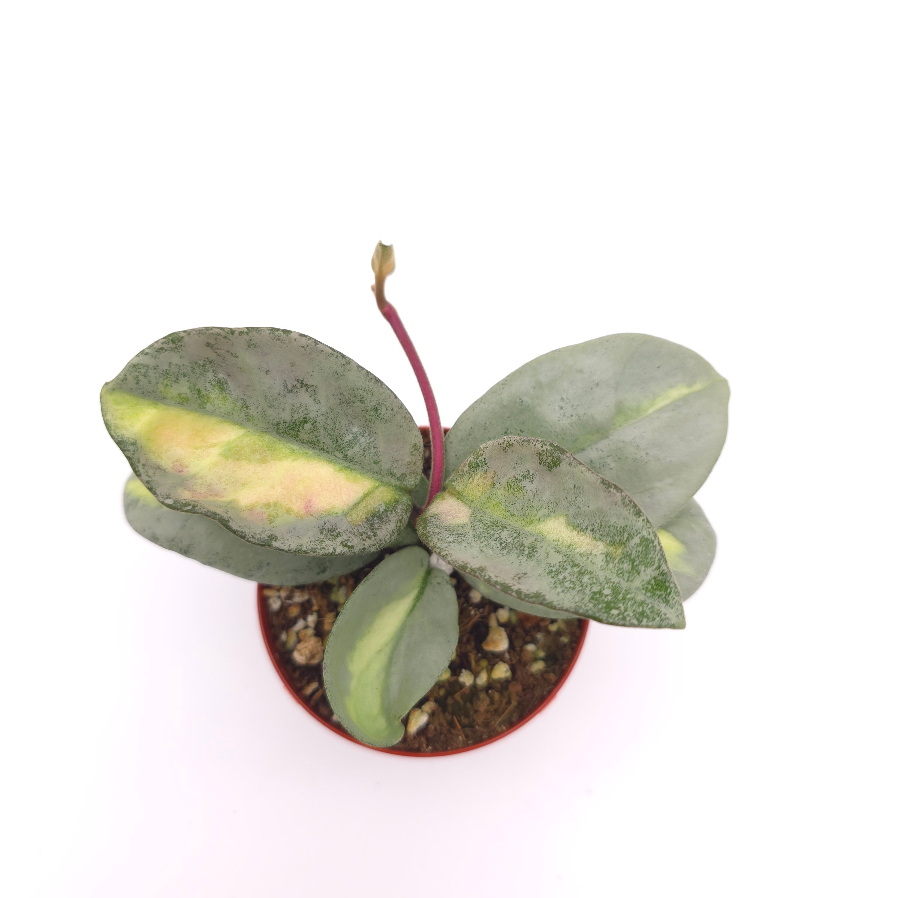 Hoya carnosa 'Argentea Princess' 3 inch pot Growers Choice