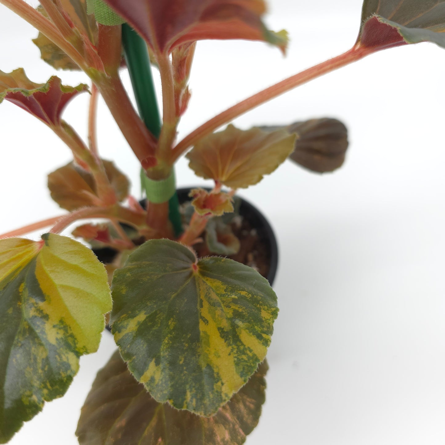 Begonia cucullata aurea variegata 4 inch pot