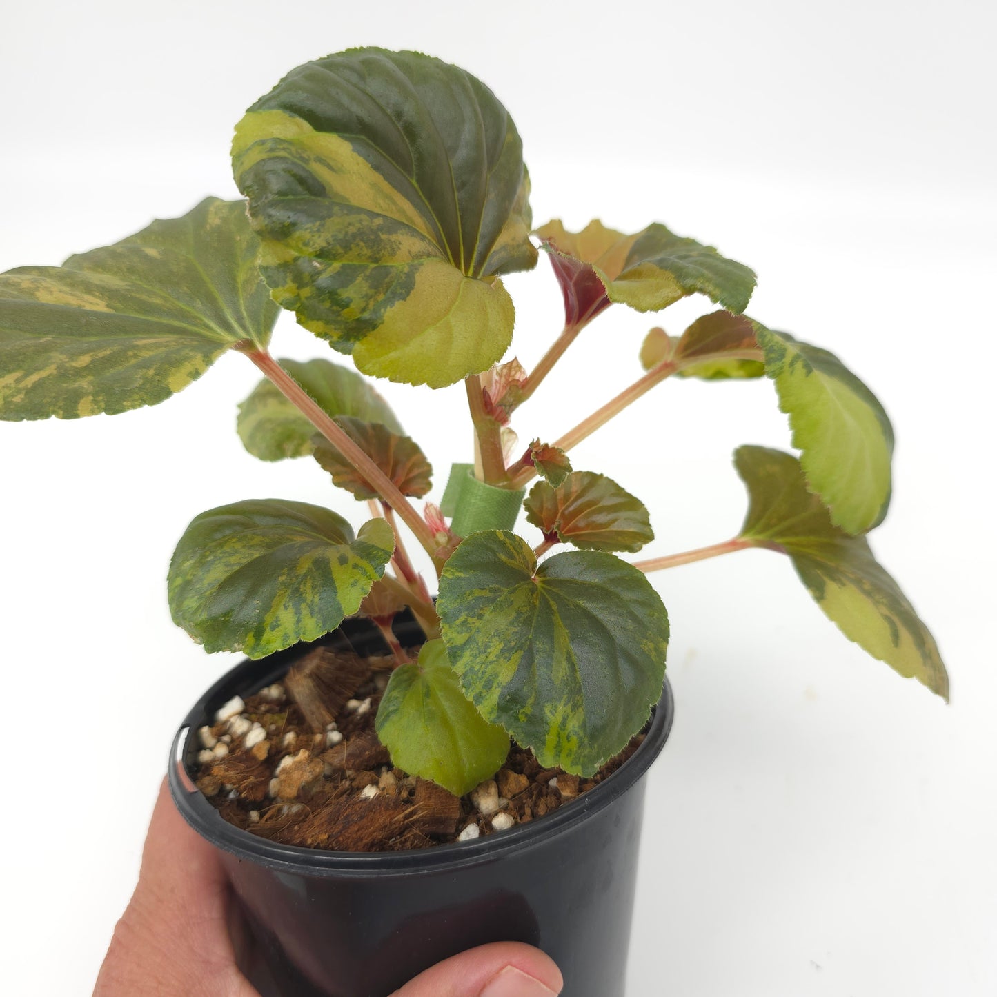 Begonia cucullata aurea variegata 4 inch pot 936