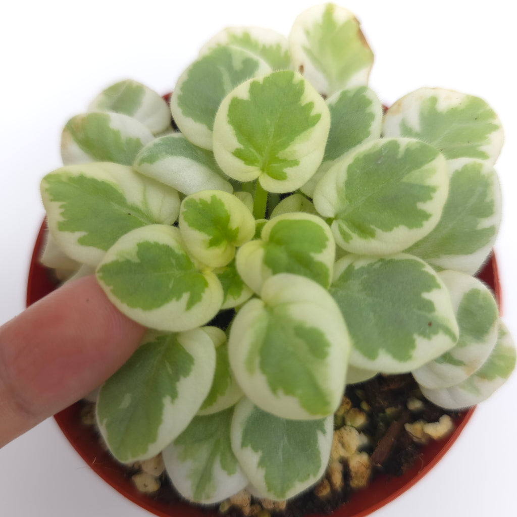 African Violet VA-Bank 3 inch pot Growers Choice