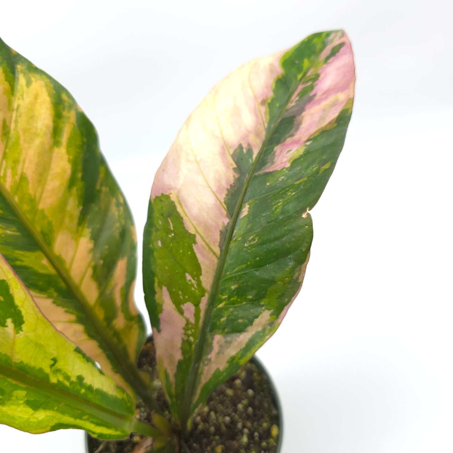 Anthurium Pink Camo 4 inch pot 650