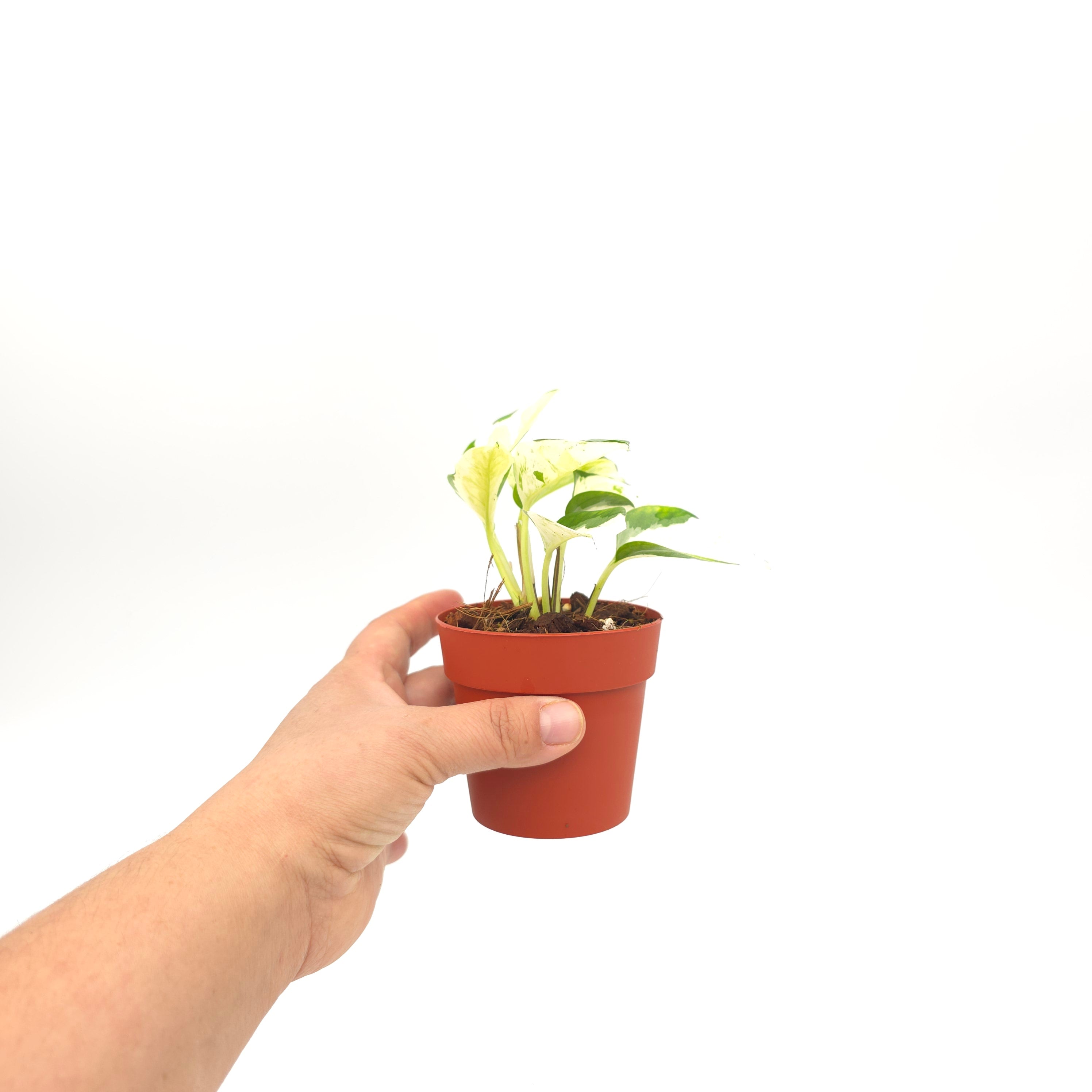 Epipremnum aureum Japanese Global , Growers Choice 3 inch pot