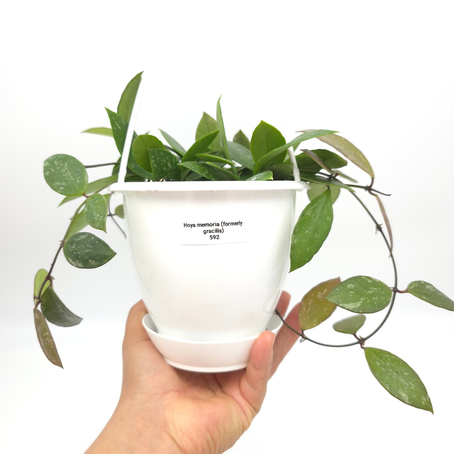 Hoya memoria (formerly gracilis) 4.5 inch hanging basket 592