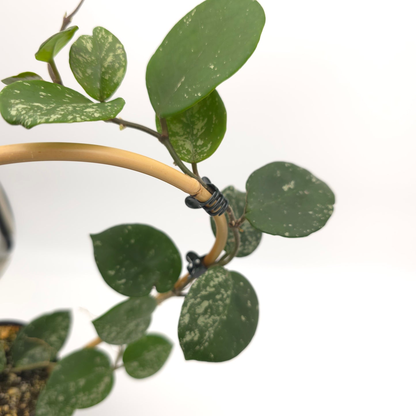 Hoya carnosa Freckles 4 inch pot 380