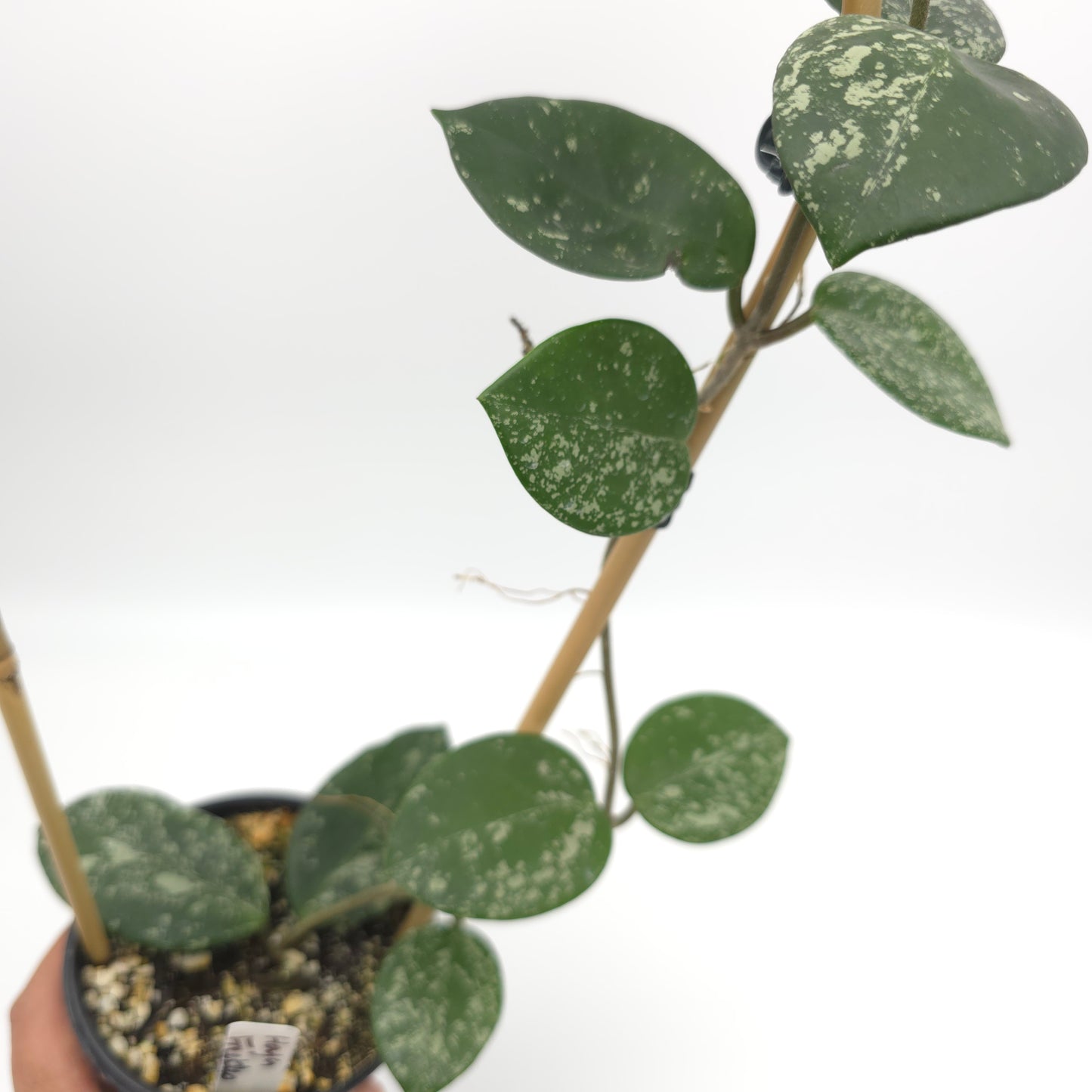 Hoya carnosa Freckles 4 inch pot 380