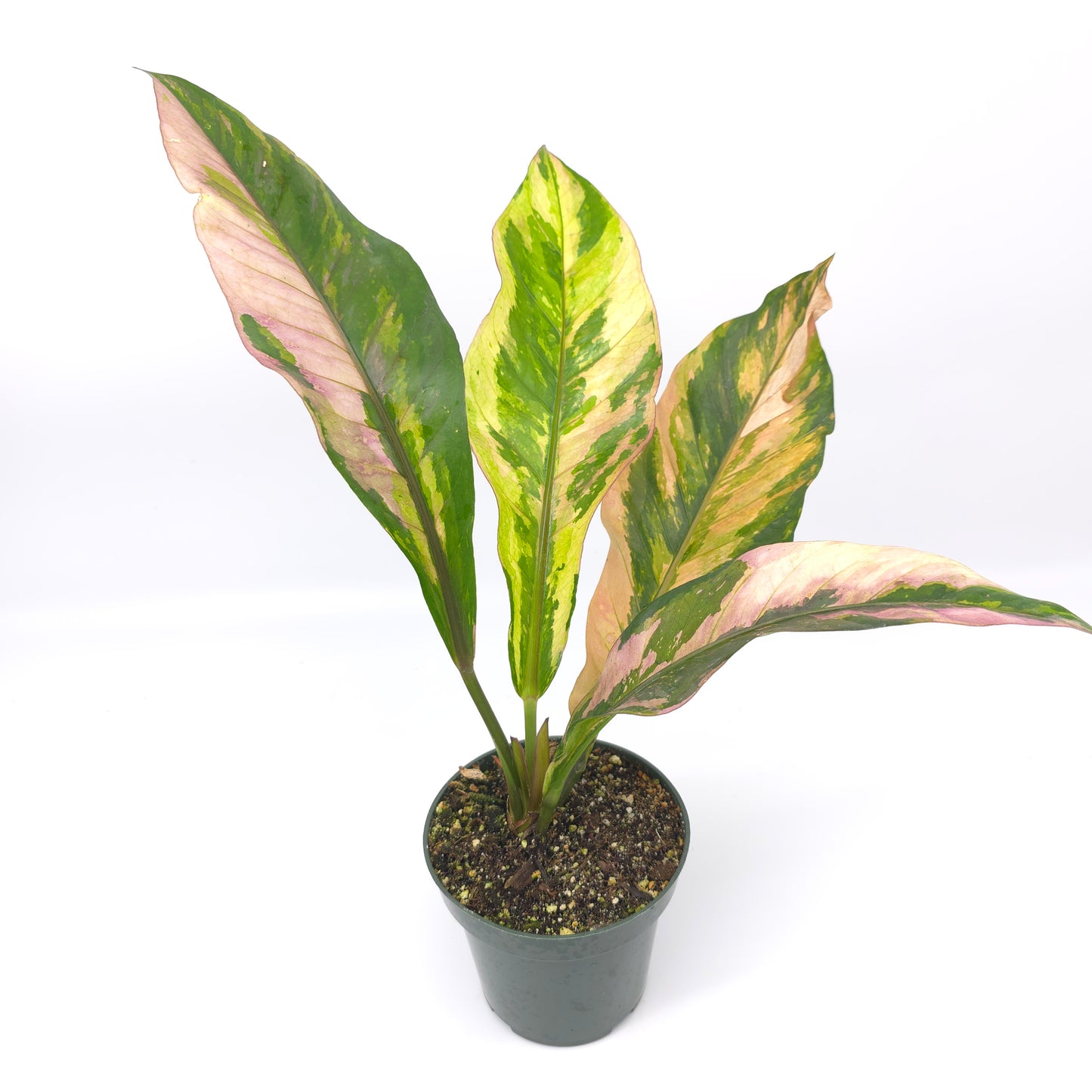 Anthurium Pink Camo 4 inch pot 650