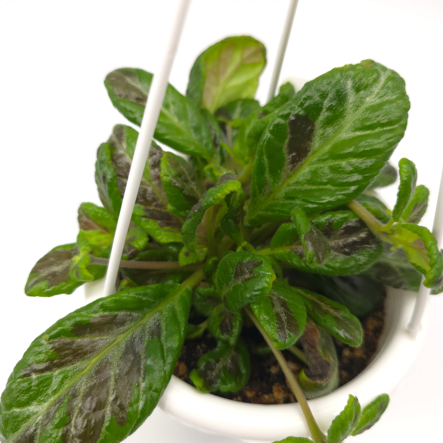 Episcia Sun Gold Chimera 4.5 inch hanging basket 754