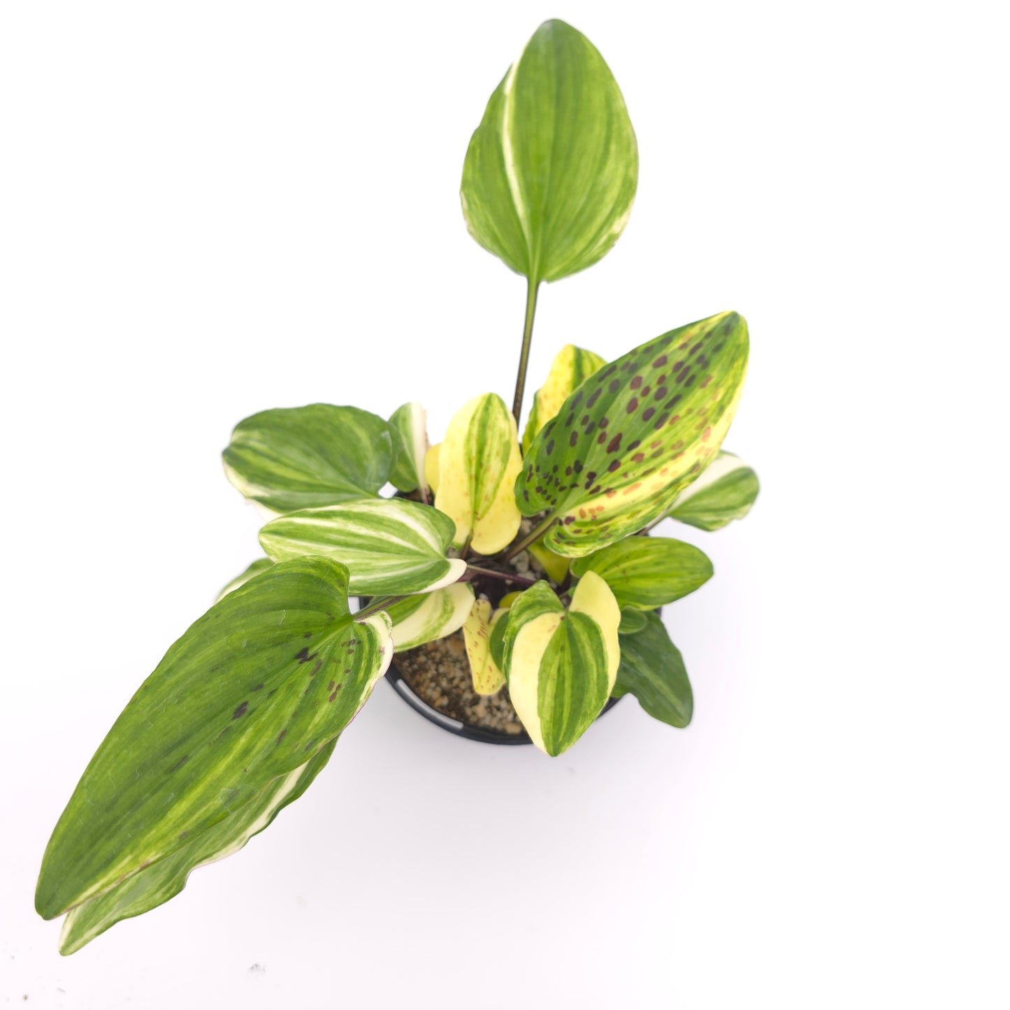 Drimopsis maculata variegata 4 inch pot 363