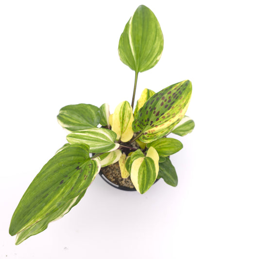 Drimopsis maculata variegata 4 inch pot 363