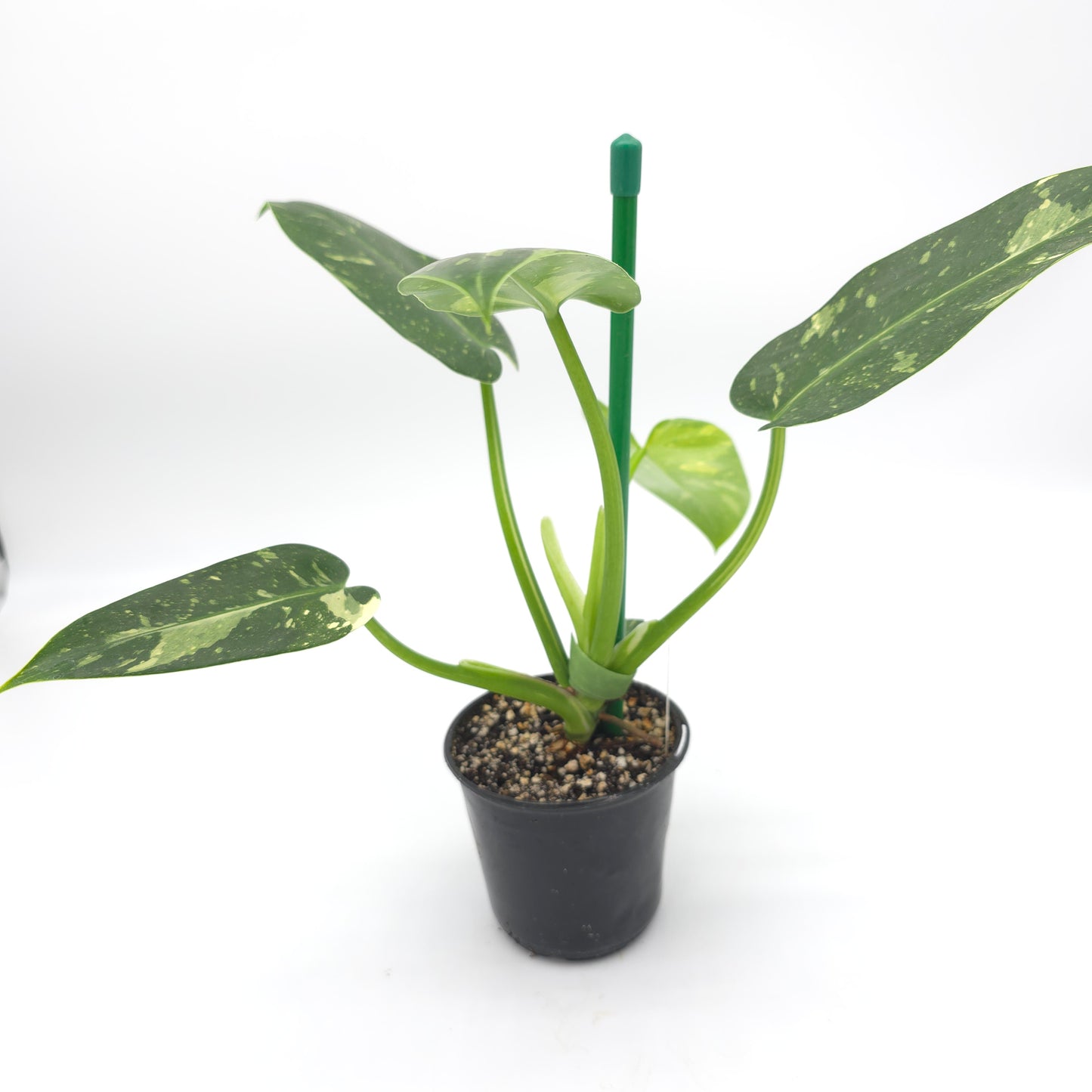 Philodendron Texas Jose Buono aka NOID 4 inch pot 645