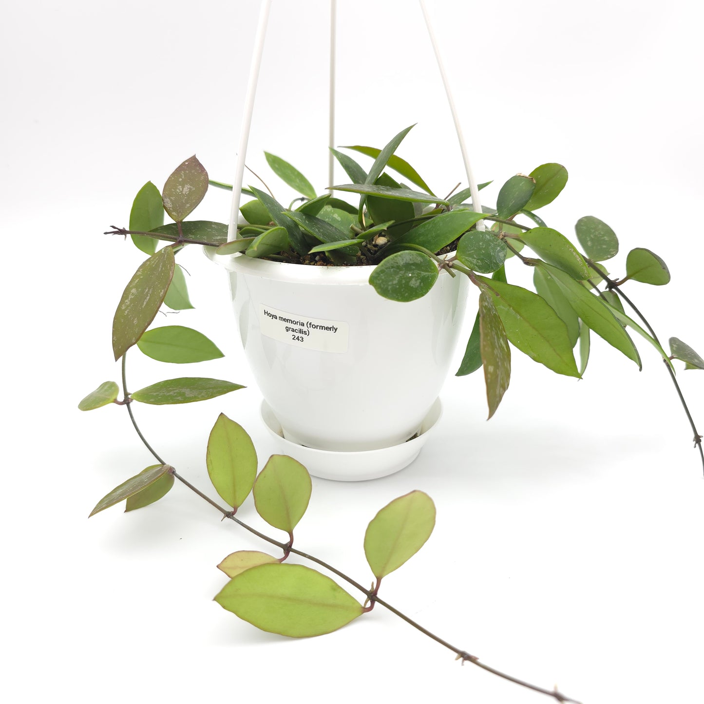 Hoya memoria (formerly gracilis) 4.5 inch hanging basket 243