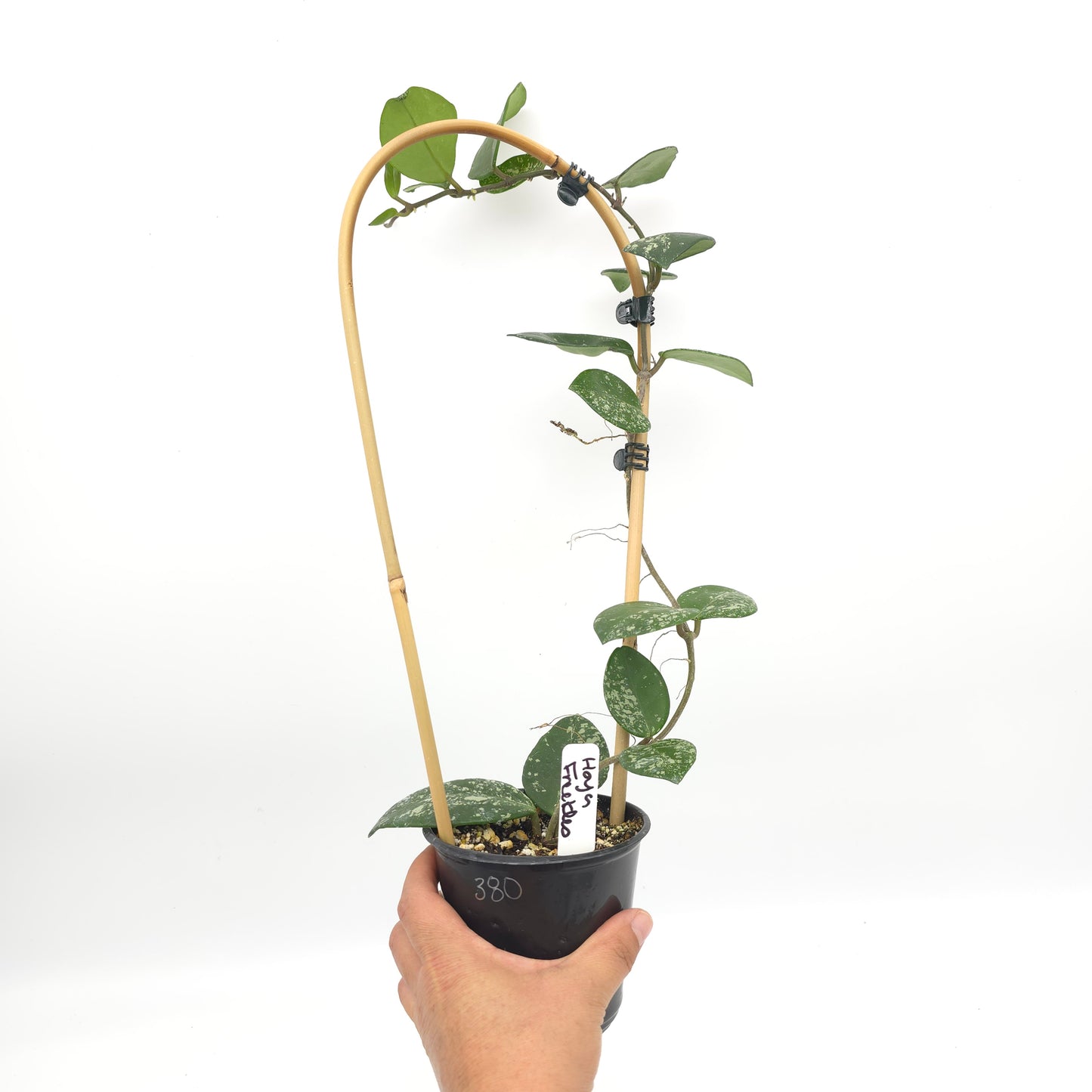 Hoya carnosa Freckles 4 inch pot 380