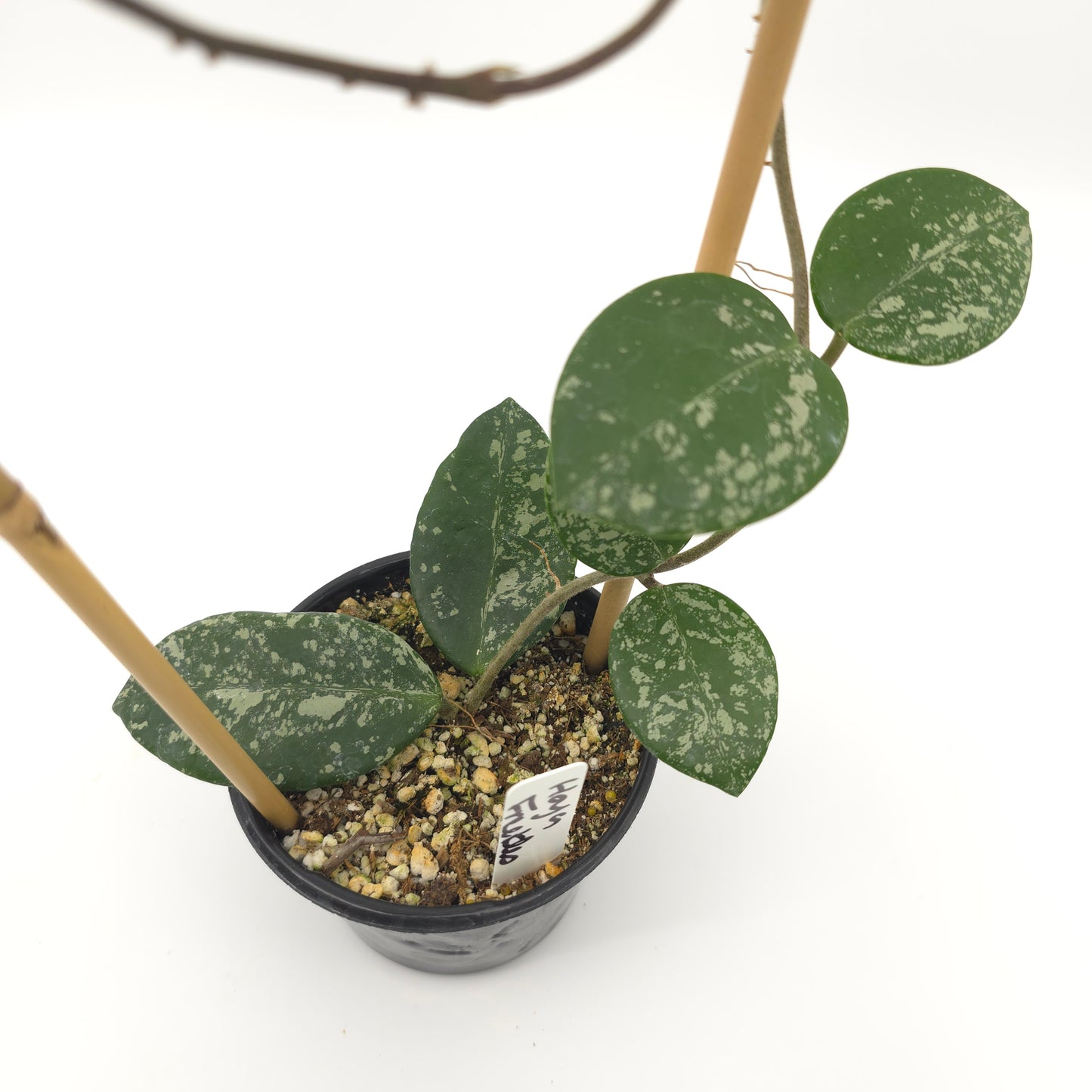 Hoya carnosa Freckles 4 inch pot 380