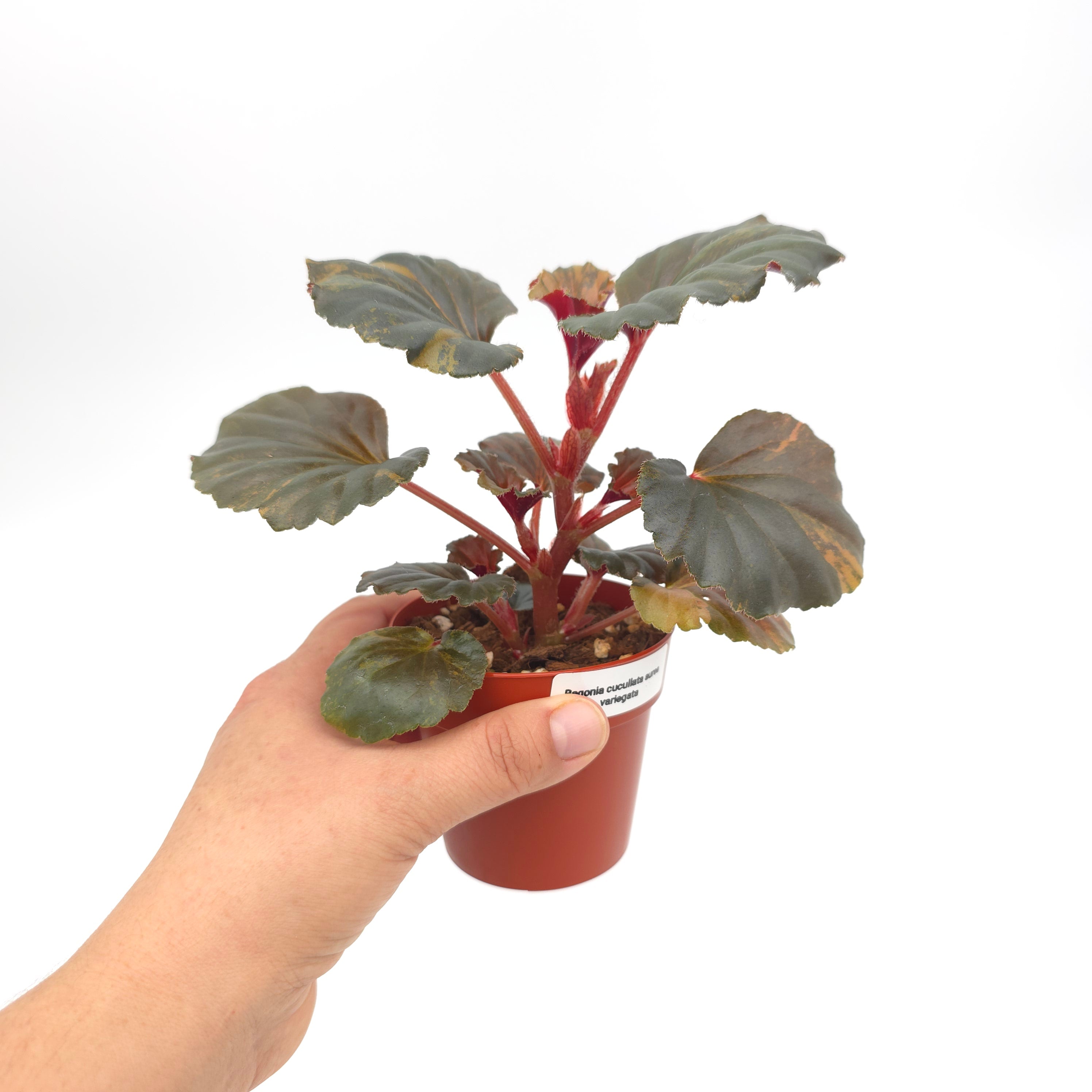 Begonia cucullata aurea variegata 3 inch pot Growers Choice