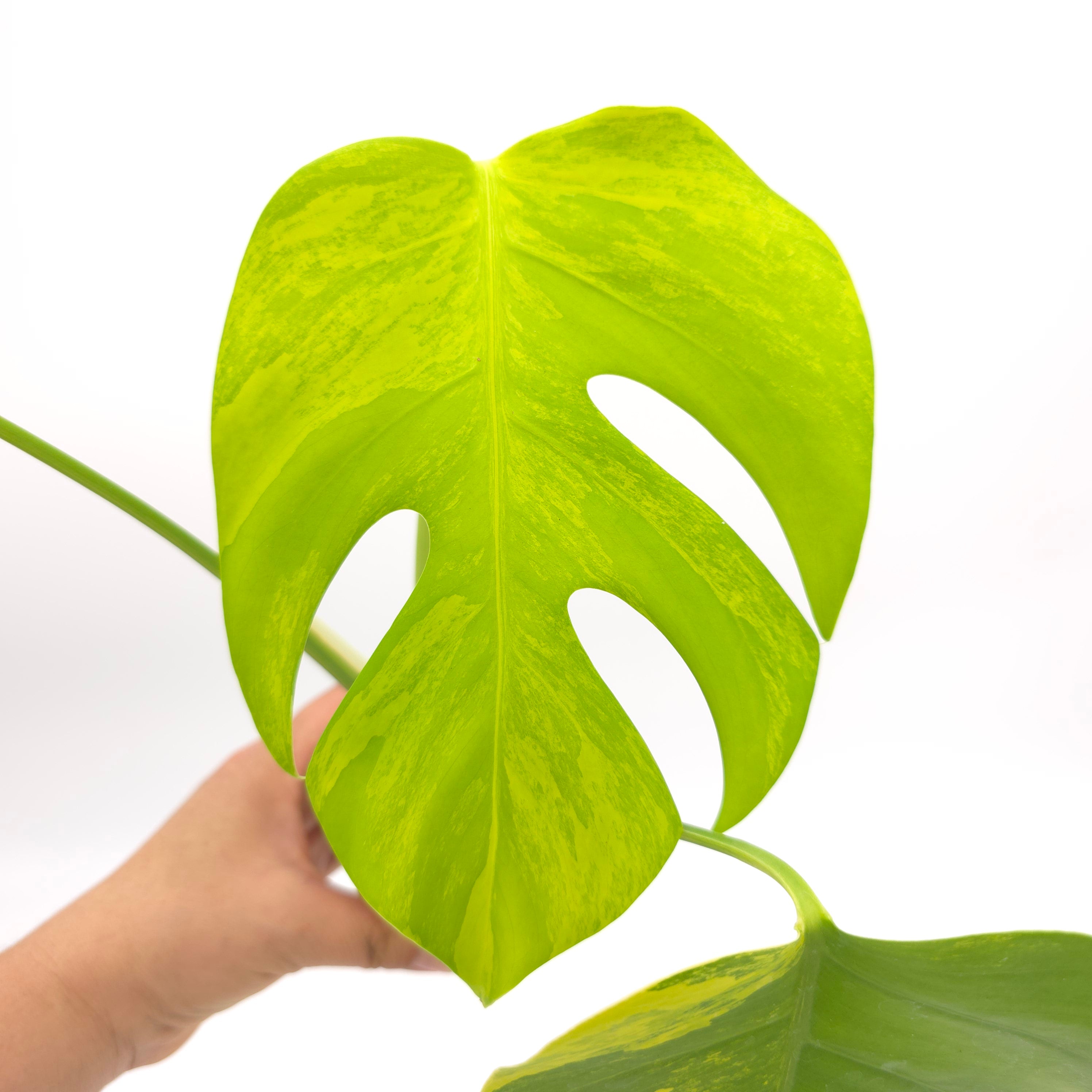 Monstera deliciosa small form aurea variegated (aka borsigiana) 3 inch pot Growers Choice