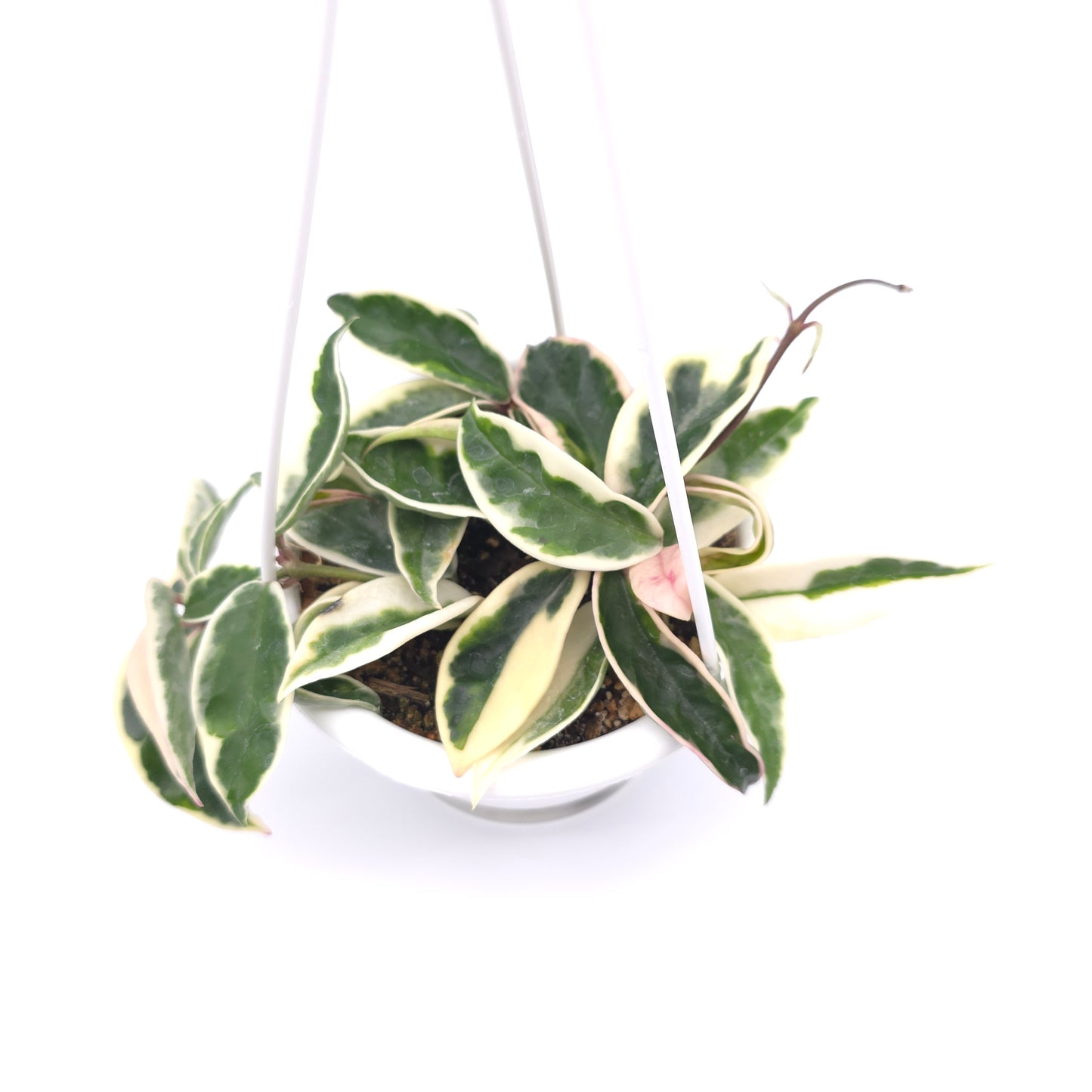 Hoya carnosa Suzie Q 4.5 inch hanging basket 364