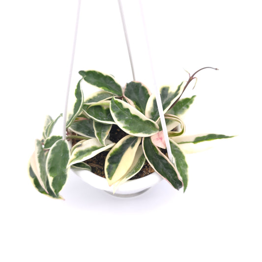 Hoya carnosa Suzie Q 4.5 inch hanging basket 364