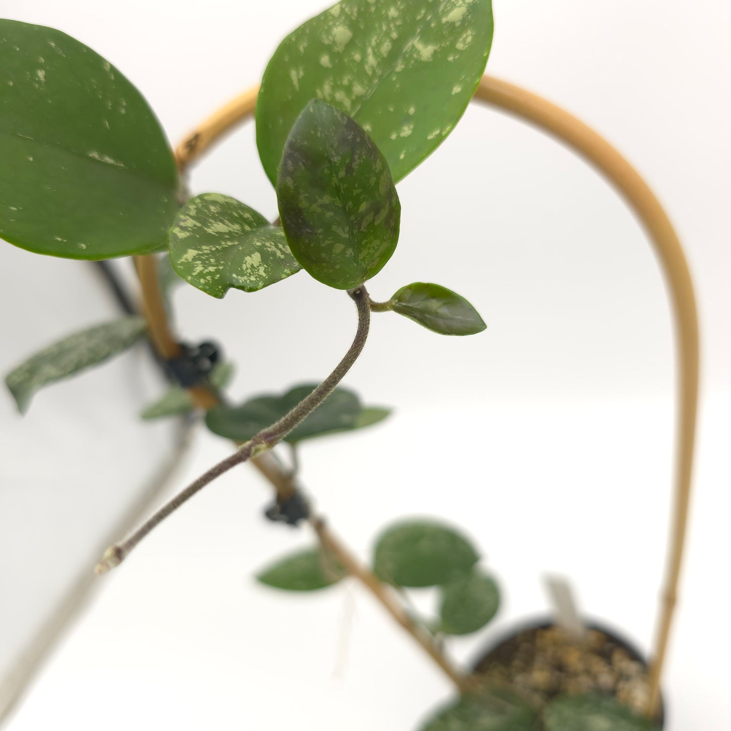 Hoya carnosa Freckles 4 inch pot 380