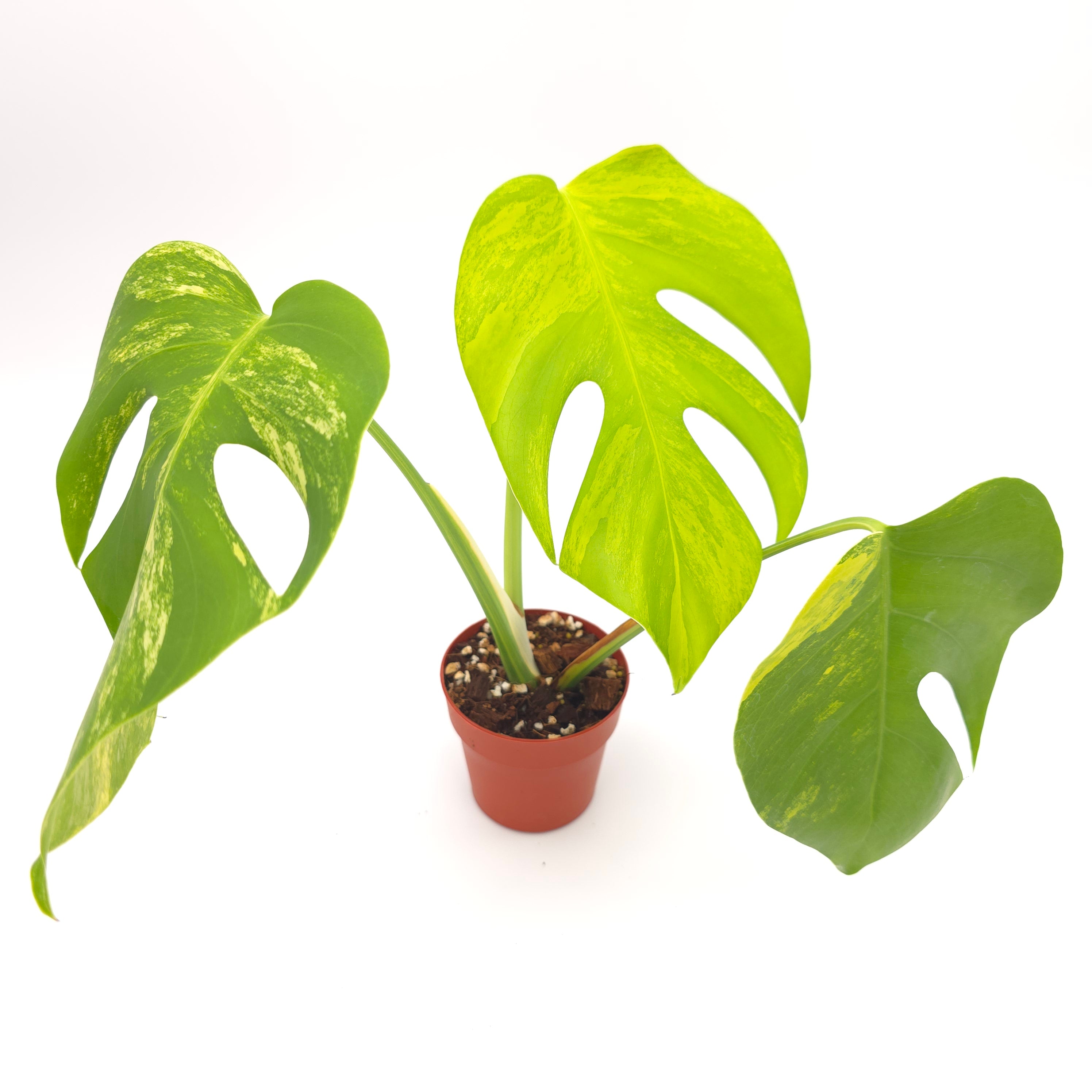 Monstera deliciosa small form aurea variegated (aka borsigiana) 3 inch pot Growers Choice