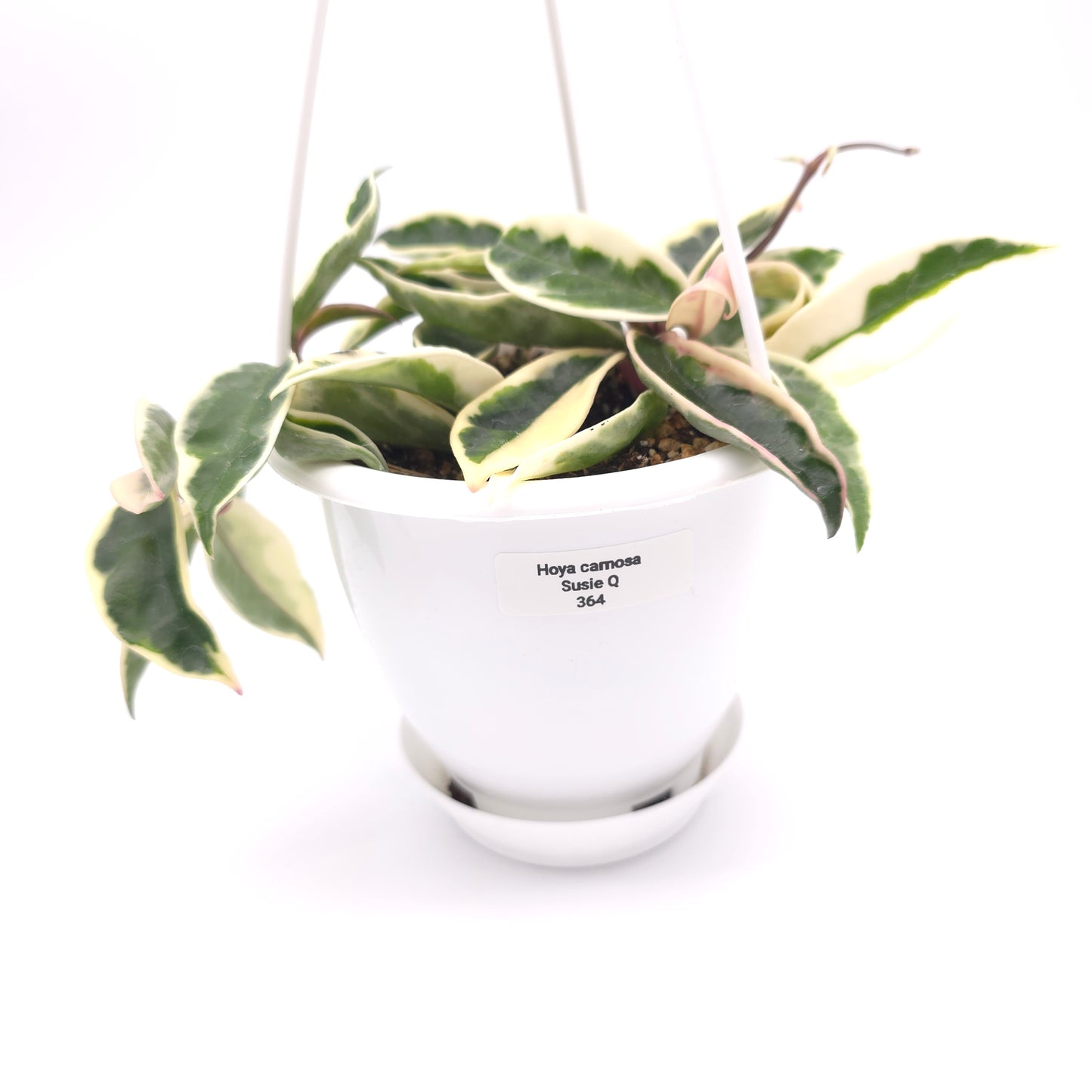 Hoya carnosa Suzie Q 4.5 inch hanging basket 364