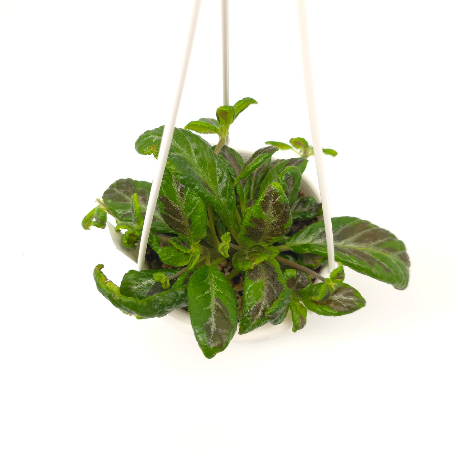 Episcia Sun Gold Chimera 4.5 inch hanging basket 754