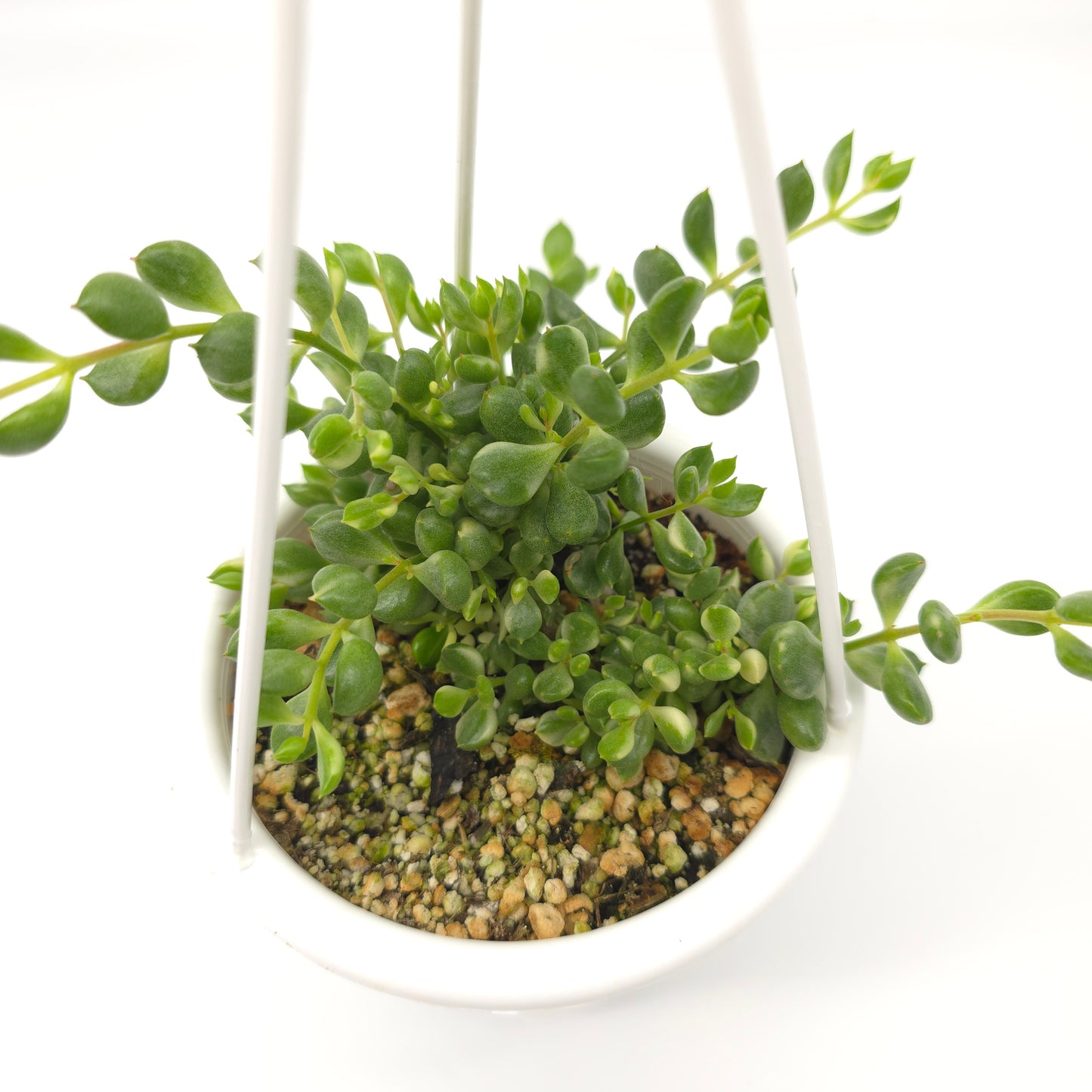 Cotyledon pendens variegata 4.5 inch hanging basket 390