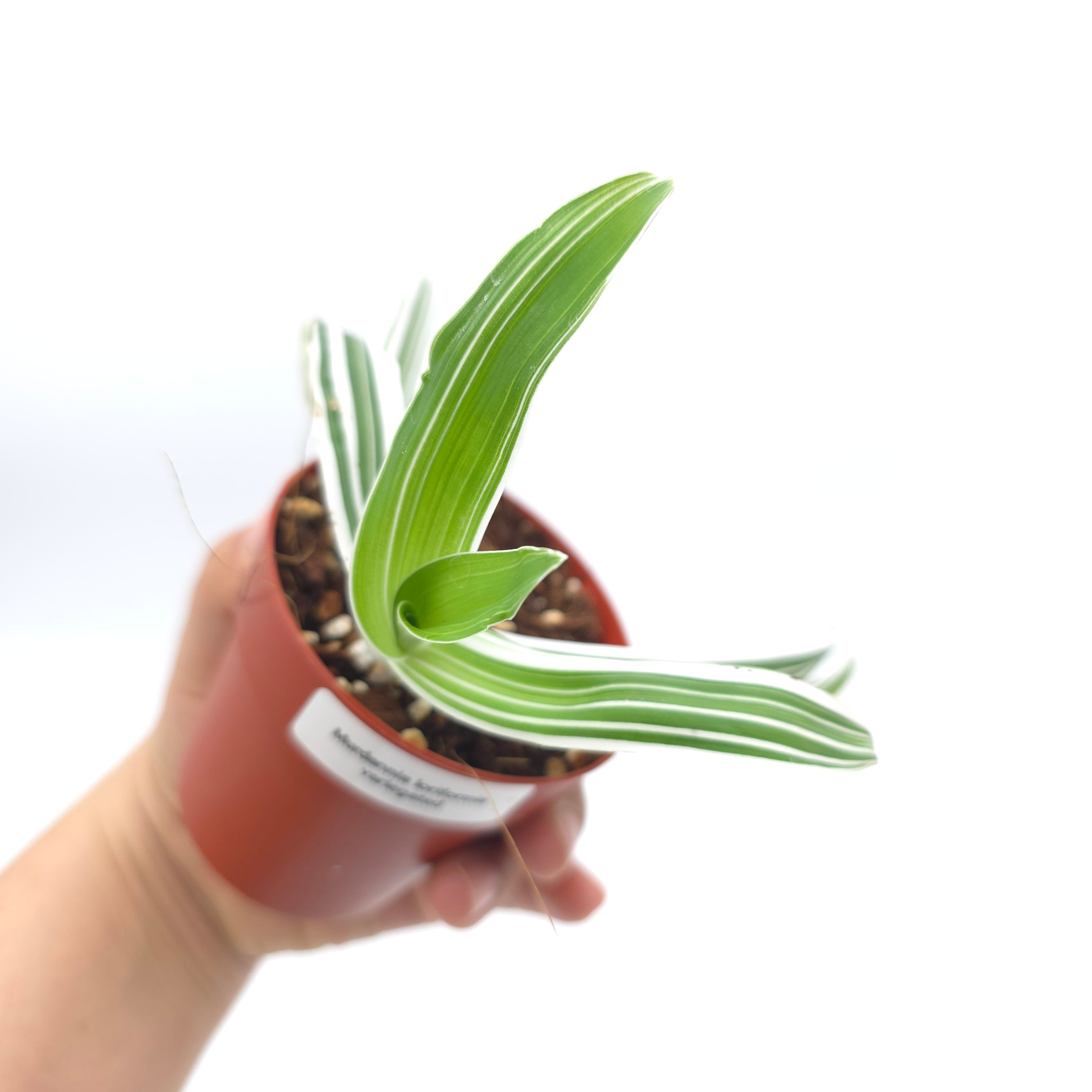 Murdannia lorformis variegata 3 inch pot Growers Choice