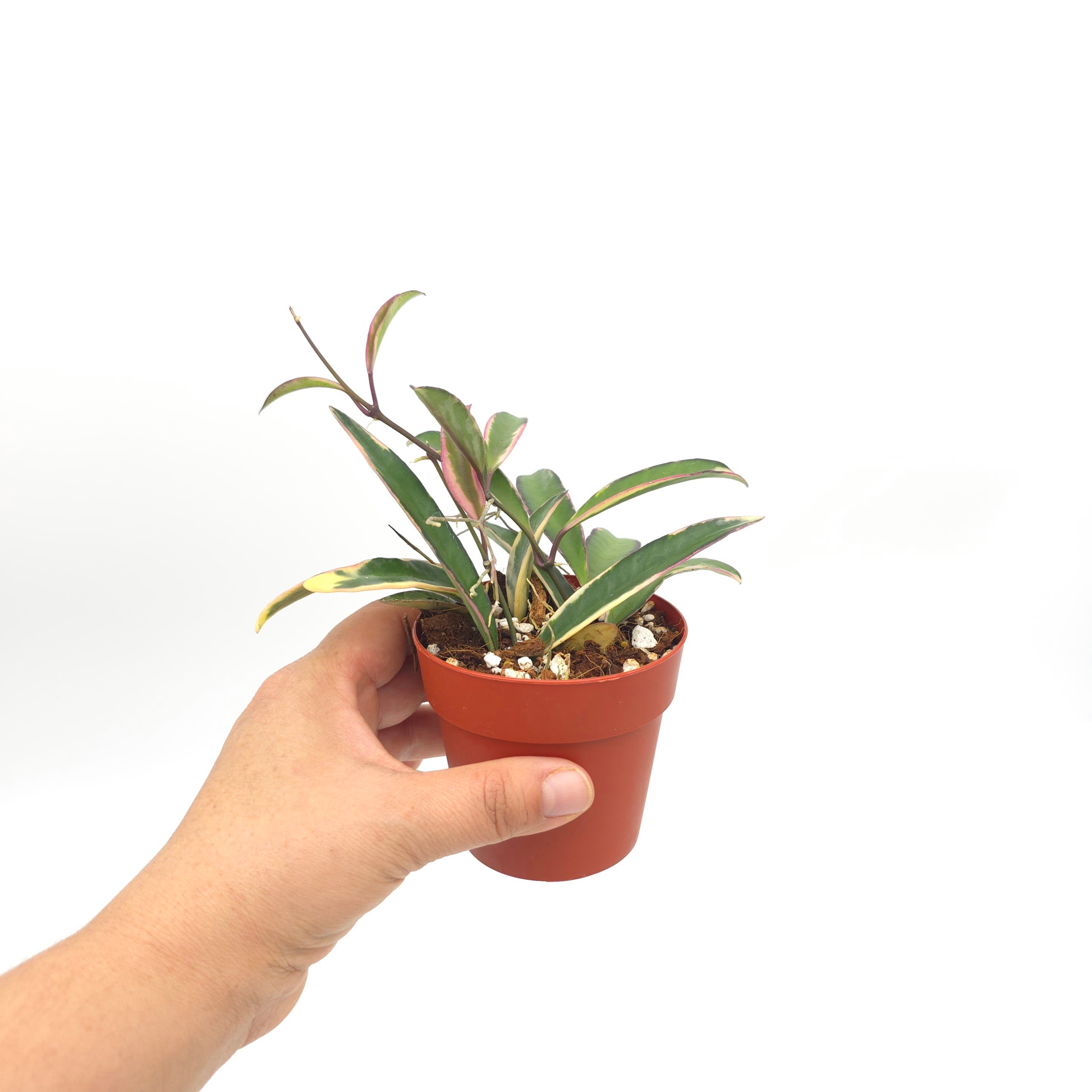 Hoya kentiana 'Lori Lyn'