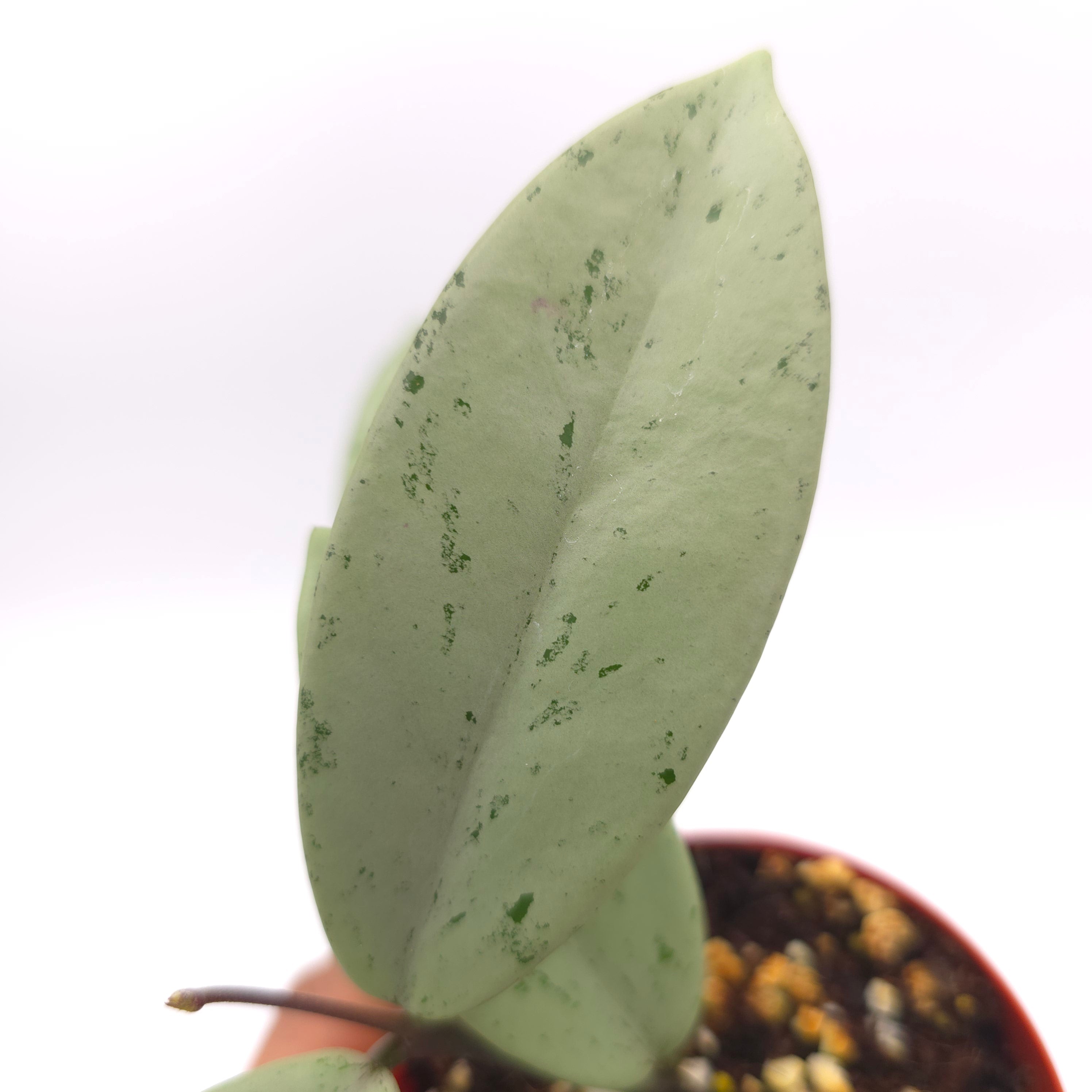 Hoya pubicalyx 'Pink Silver Ghost'