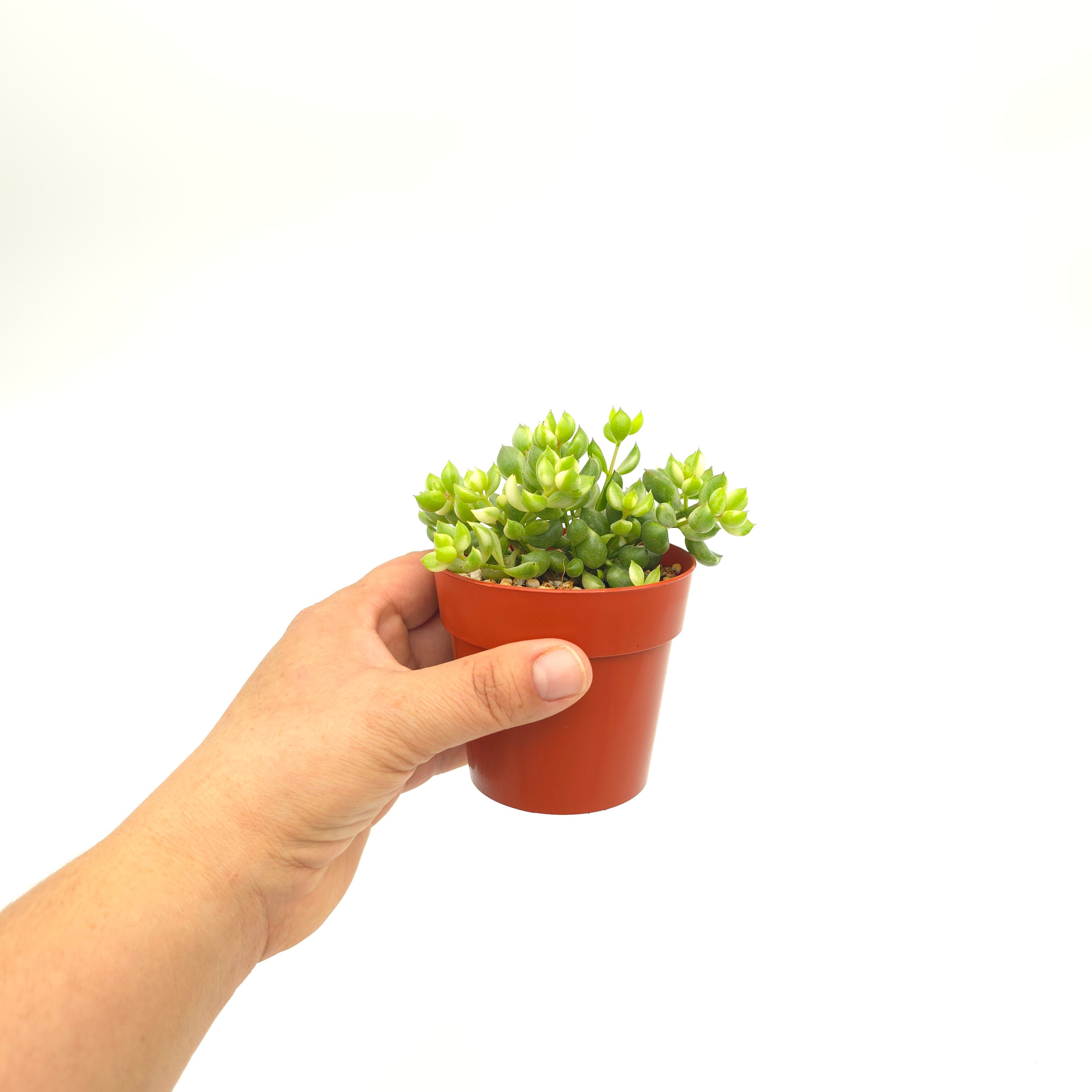 Cotyledon pendens variegata 3 inch pot Growers Choice