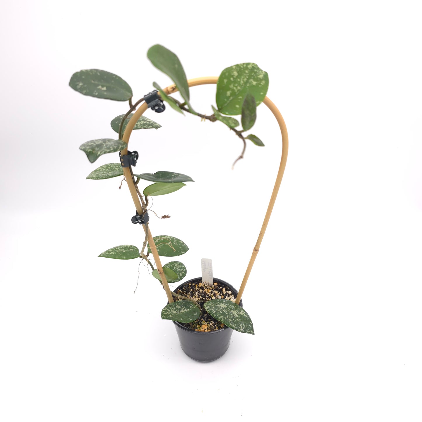 Hoya carnosa Freckles 4 inch pot 380