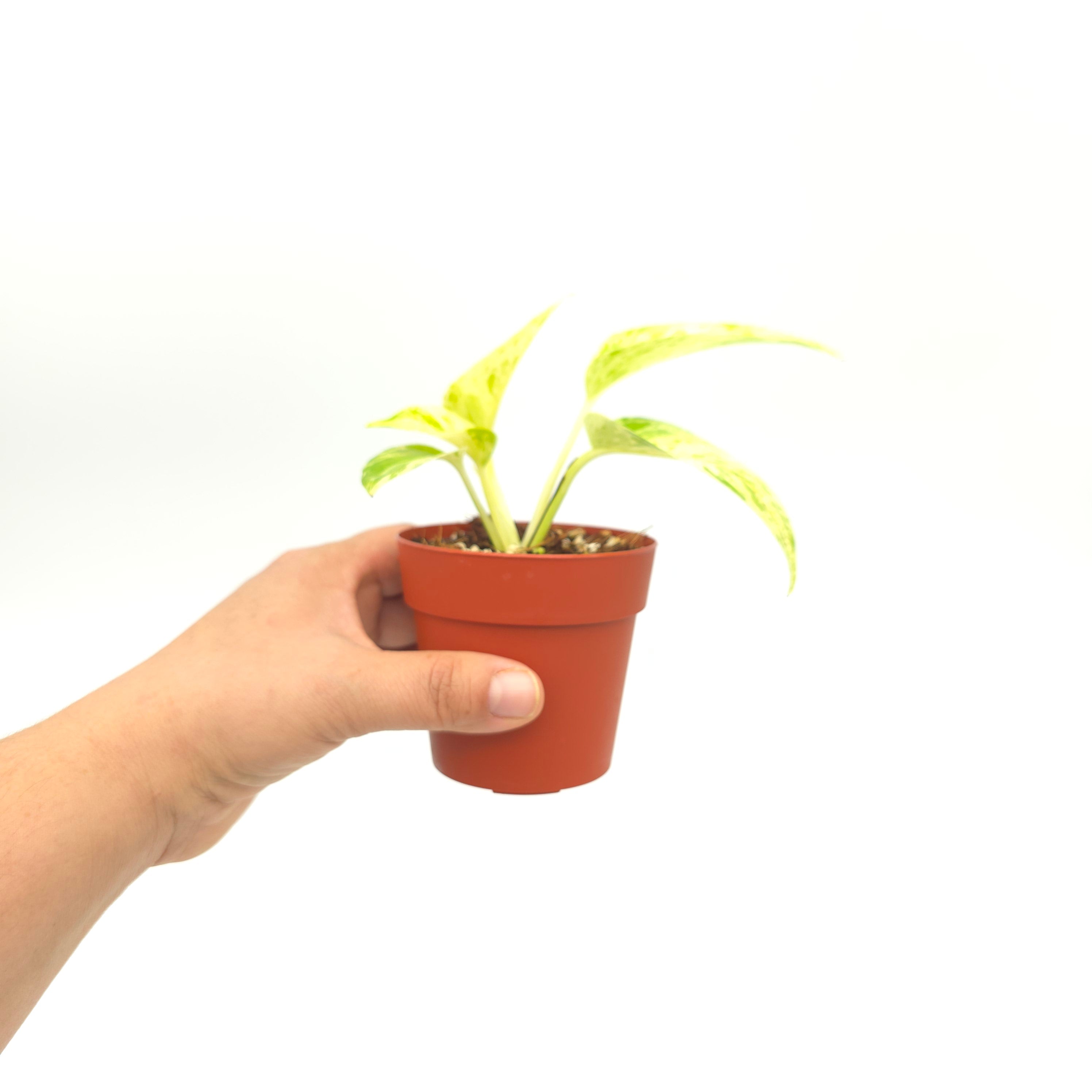 Epipremnum aureum Neon Marble  3 inch pot Growers Choice