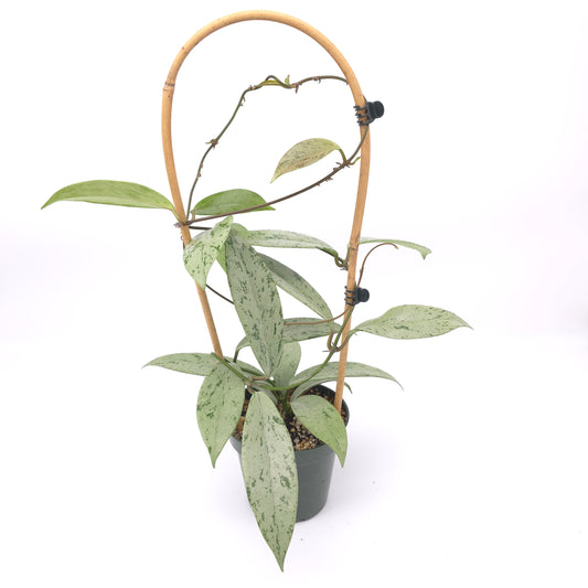 Hota pubicalyx Pink Silver Ghost 4 inch pot 983