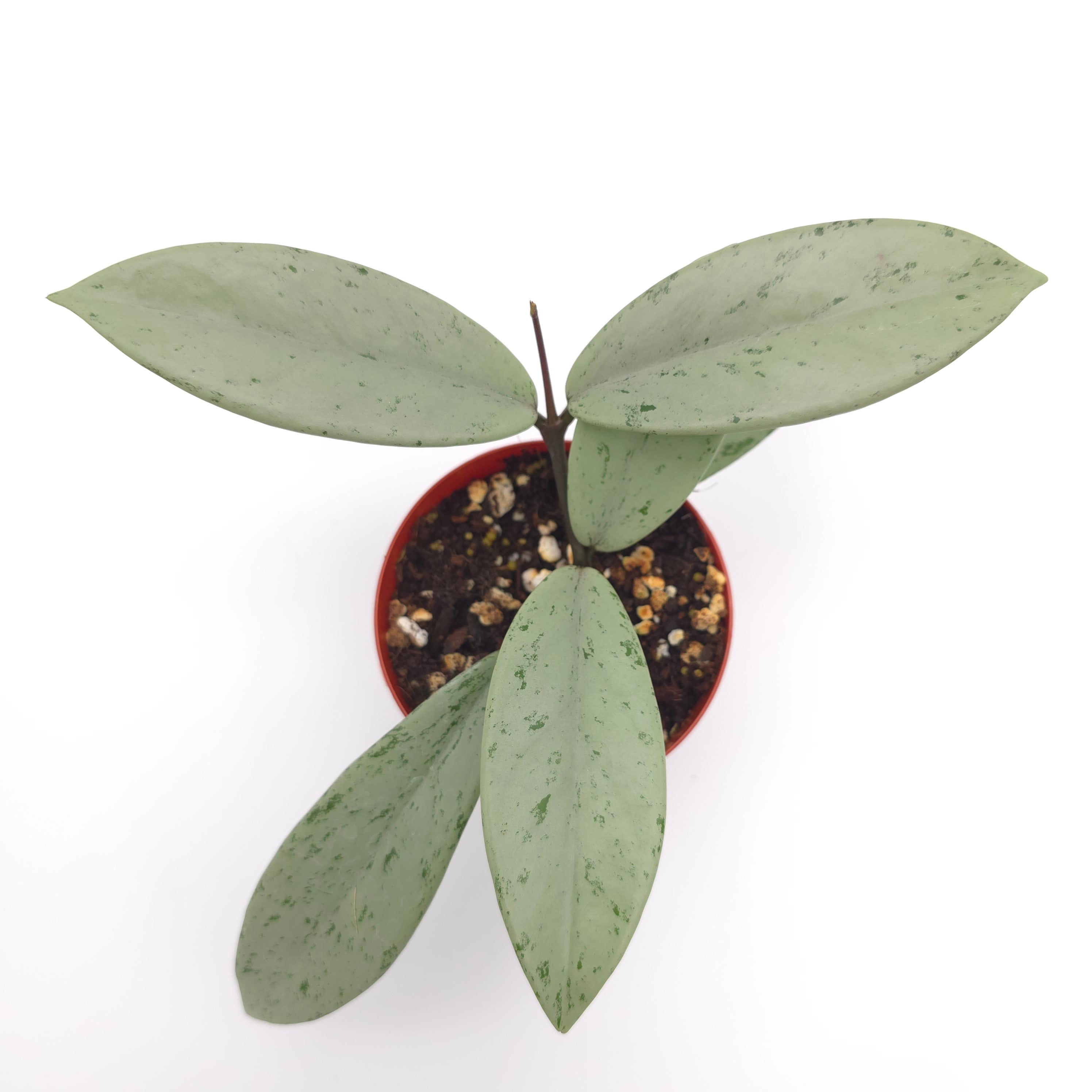 Hoya pubicalyx 'Pink Silver Ghost'