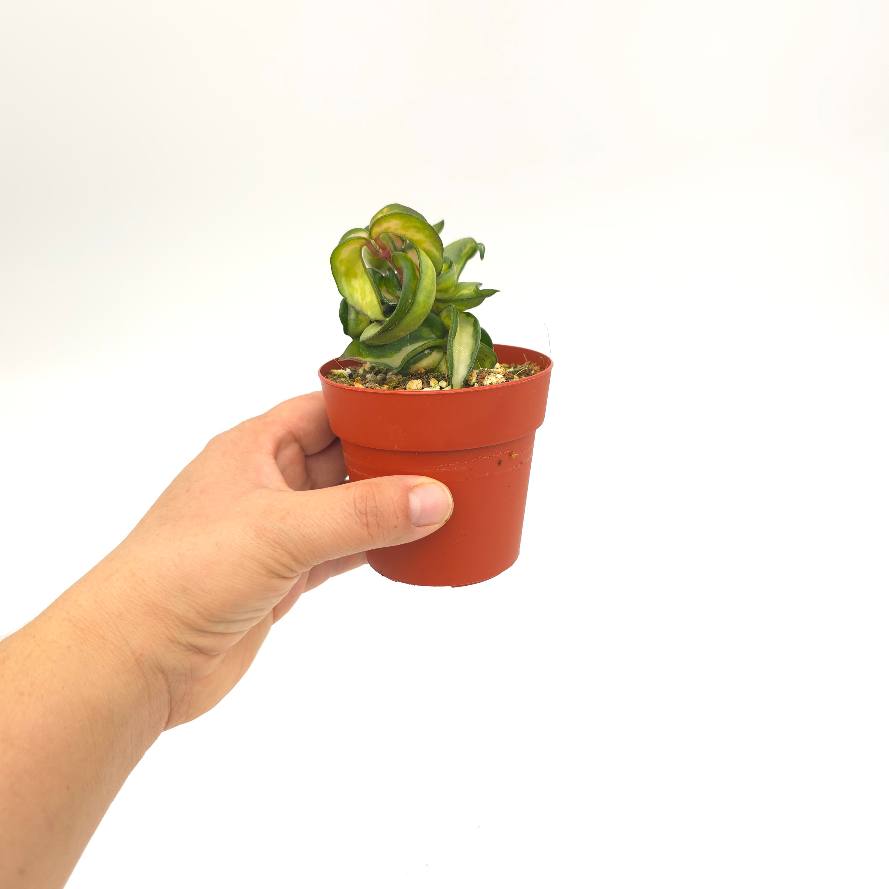 Hoya carnosa compacta 'Mauna Loa'