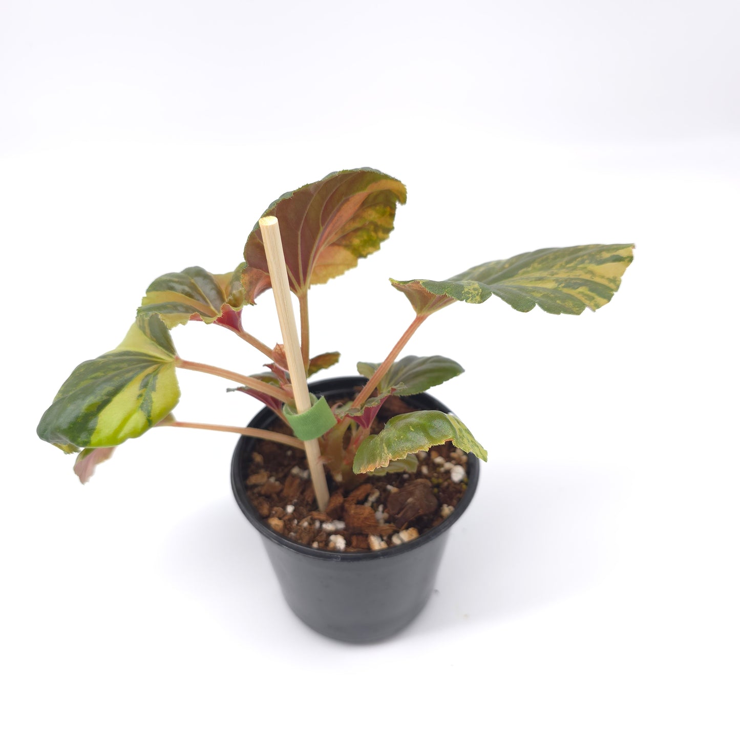 Begonia cucullata aurea variegata 4 inch pot 936