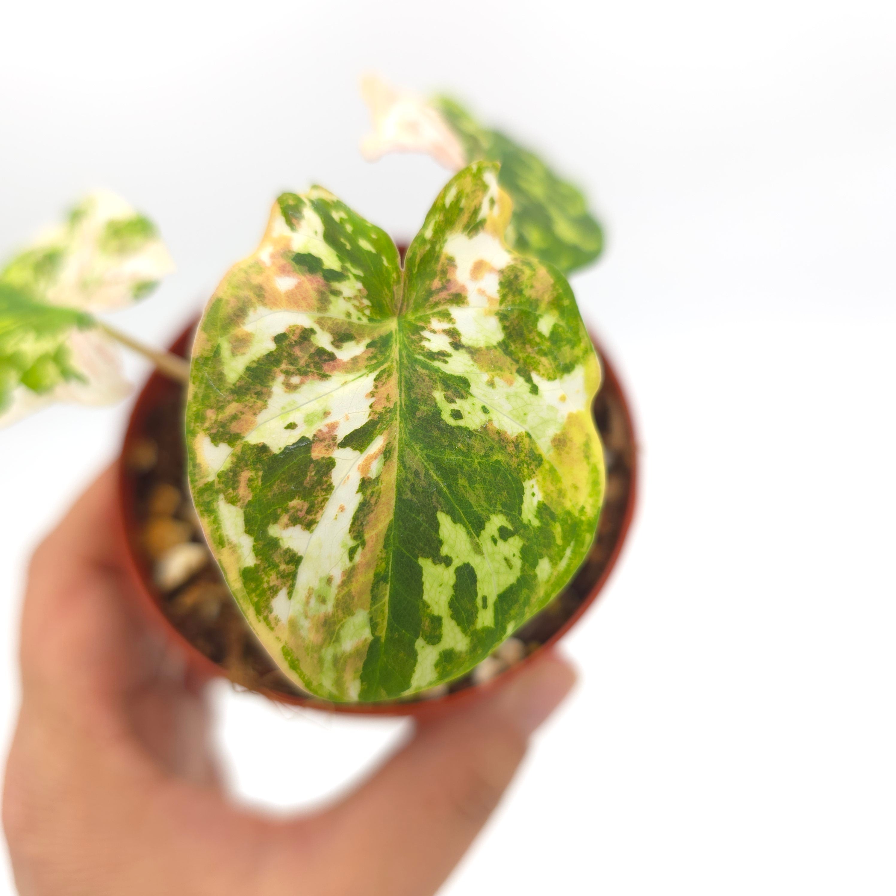 Caladium Fika Bliss (Hilo Beauty variegated) 3 inch pot Growers Choice