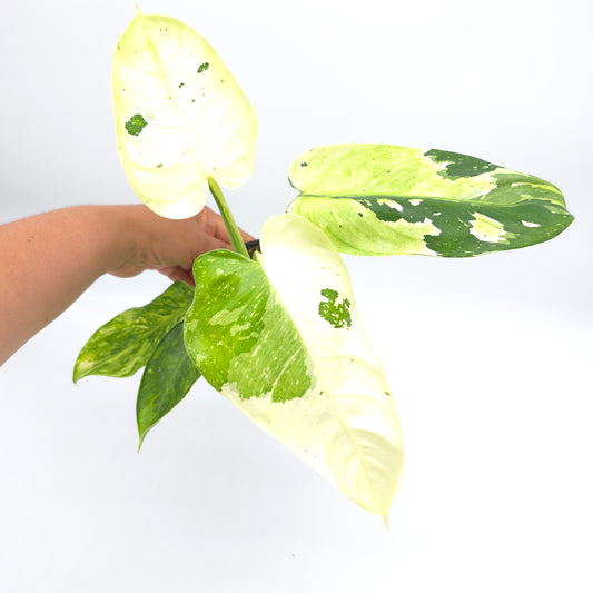 Philodendron Jose Buono 4 inch pot 154