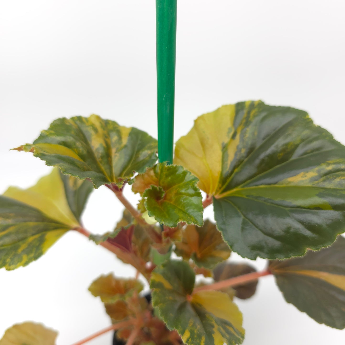 Begonia cucullata aurea variegata 4 inch pot