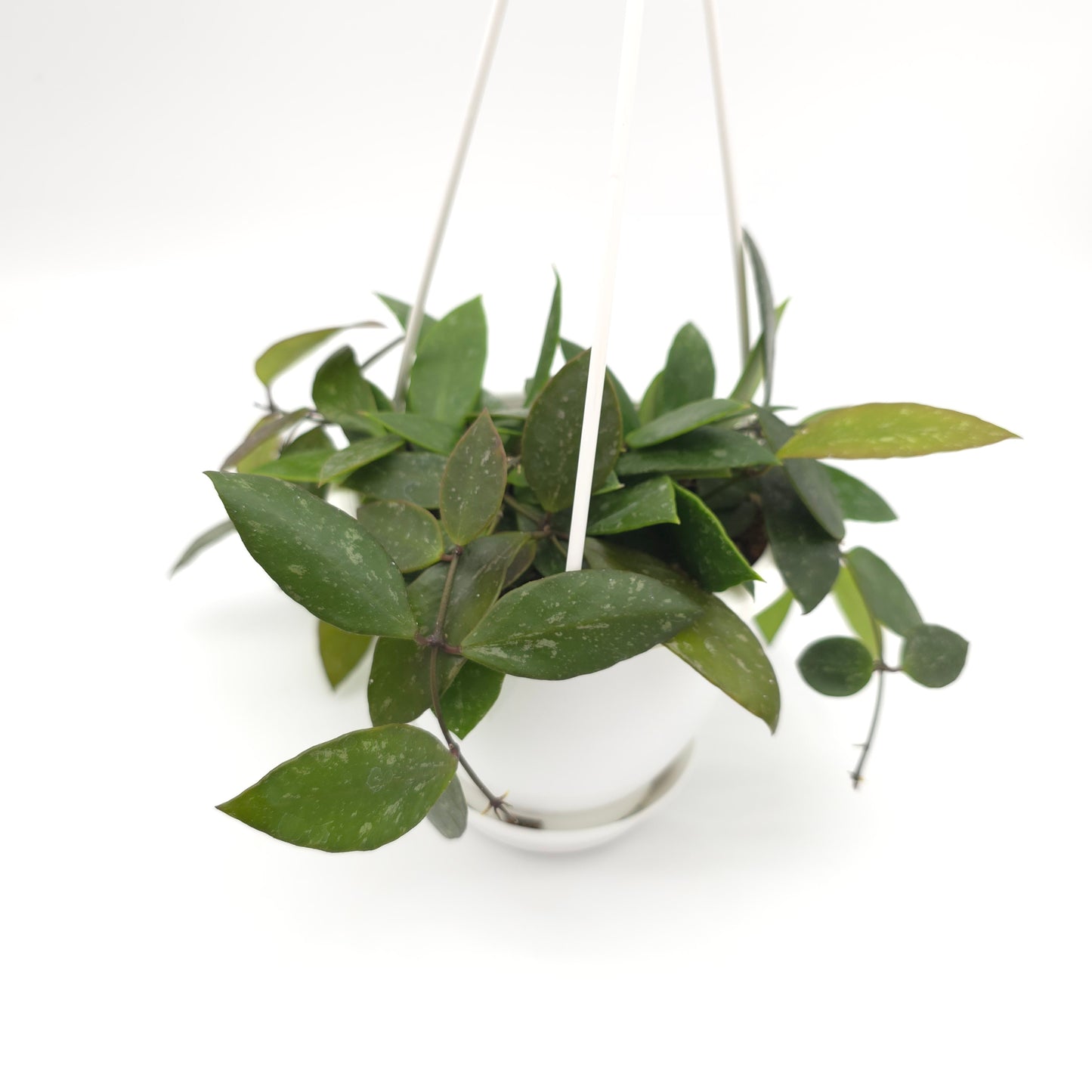 Hoya memoria (formerly gracilis) 4.5 inch hanging basket 592