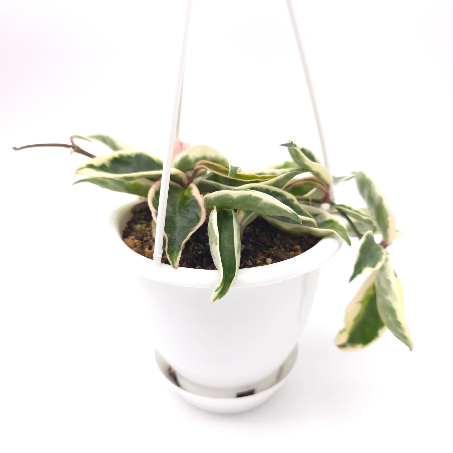 Hoya carnosa Suzie Q 4.5 inch hanging basket 364