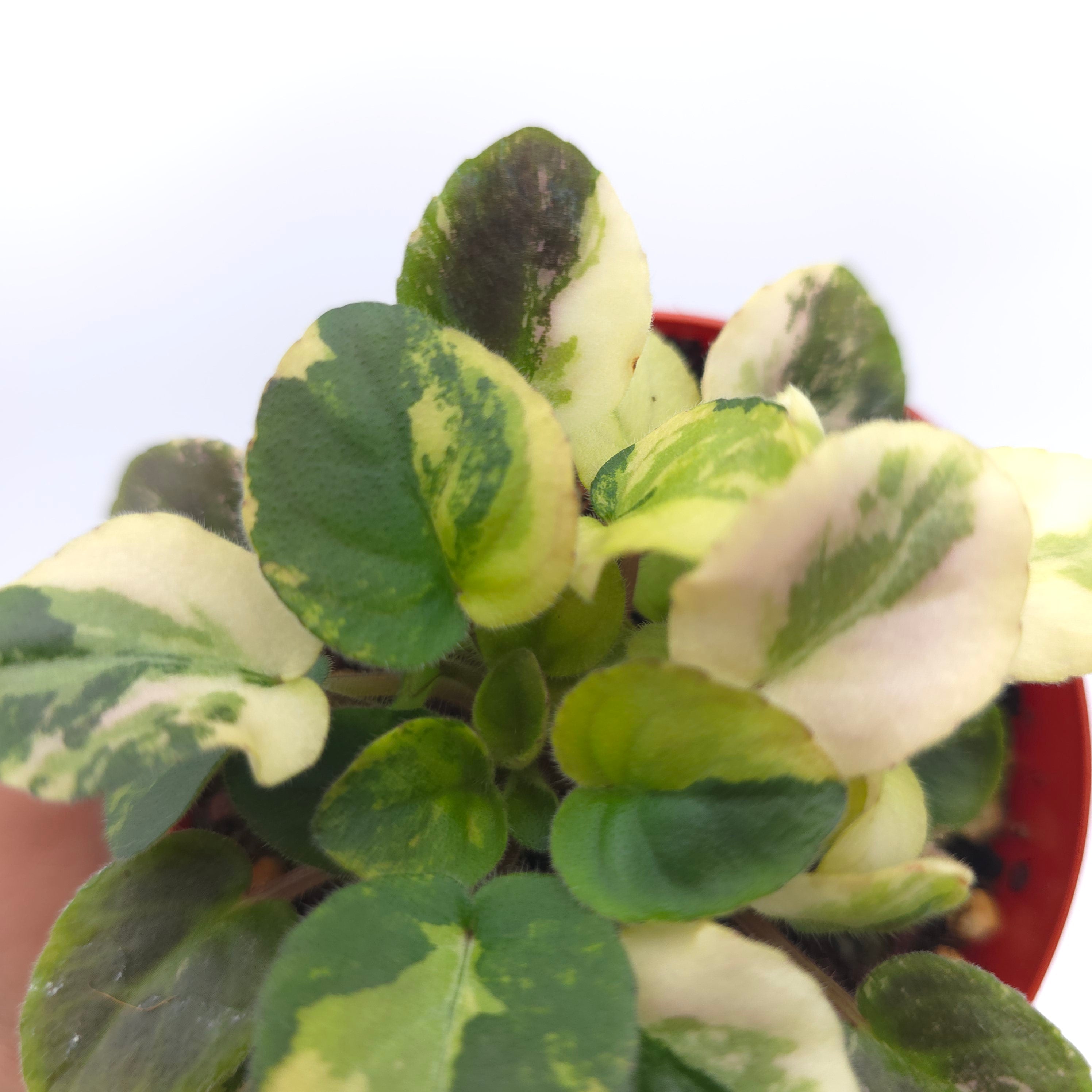 African Violet Jersey Rose Trail Sport