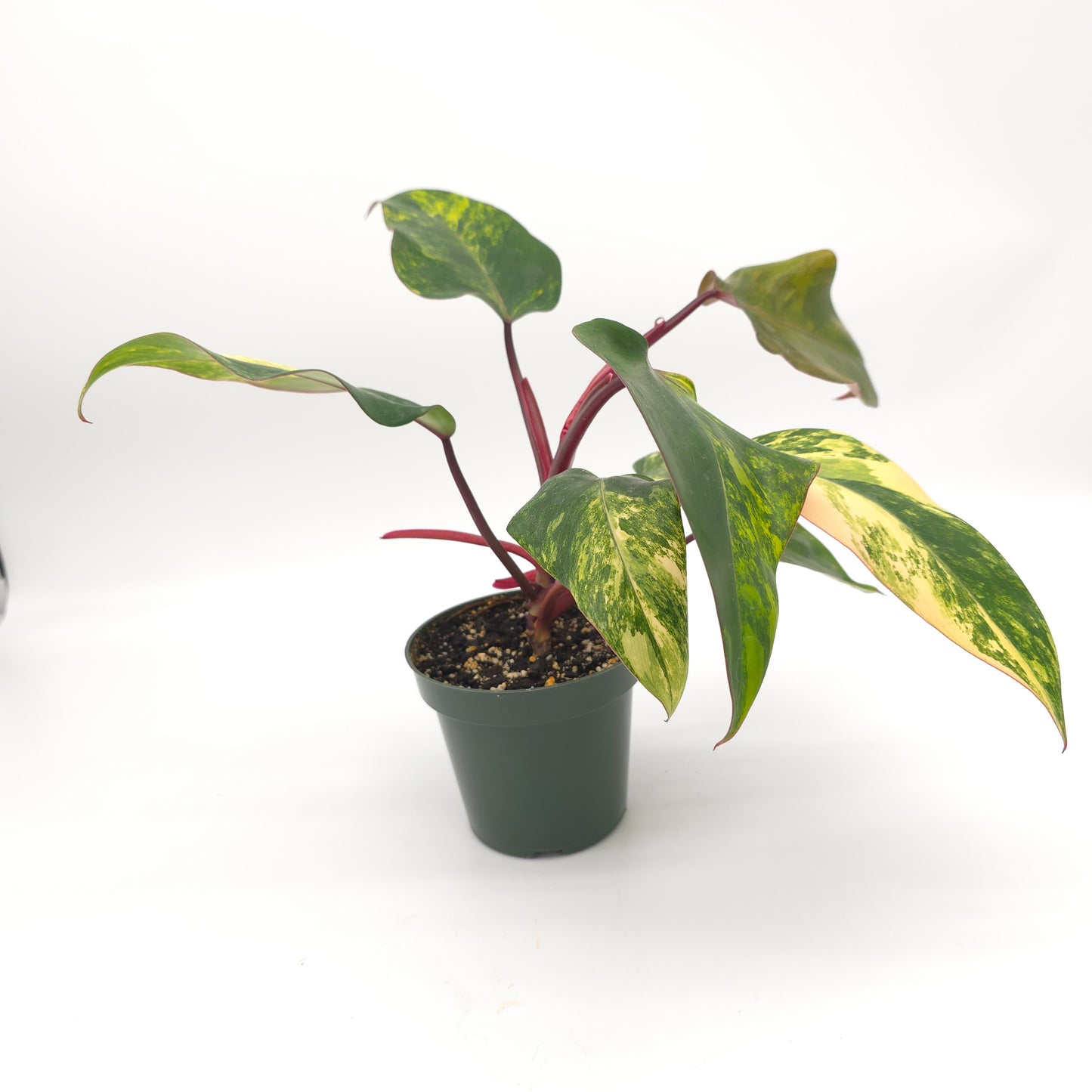Philodendron Strawberry Shake 4.5 inch pot 727