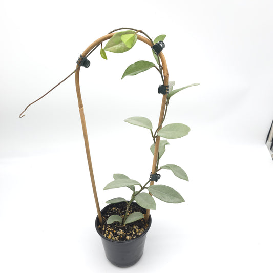 Hoya Wilber Graves Silver 4 inch pot 370