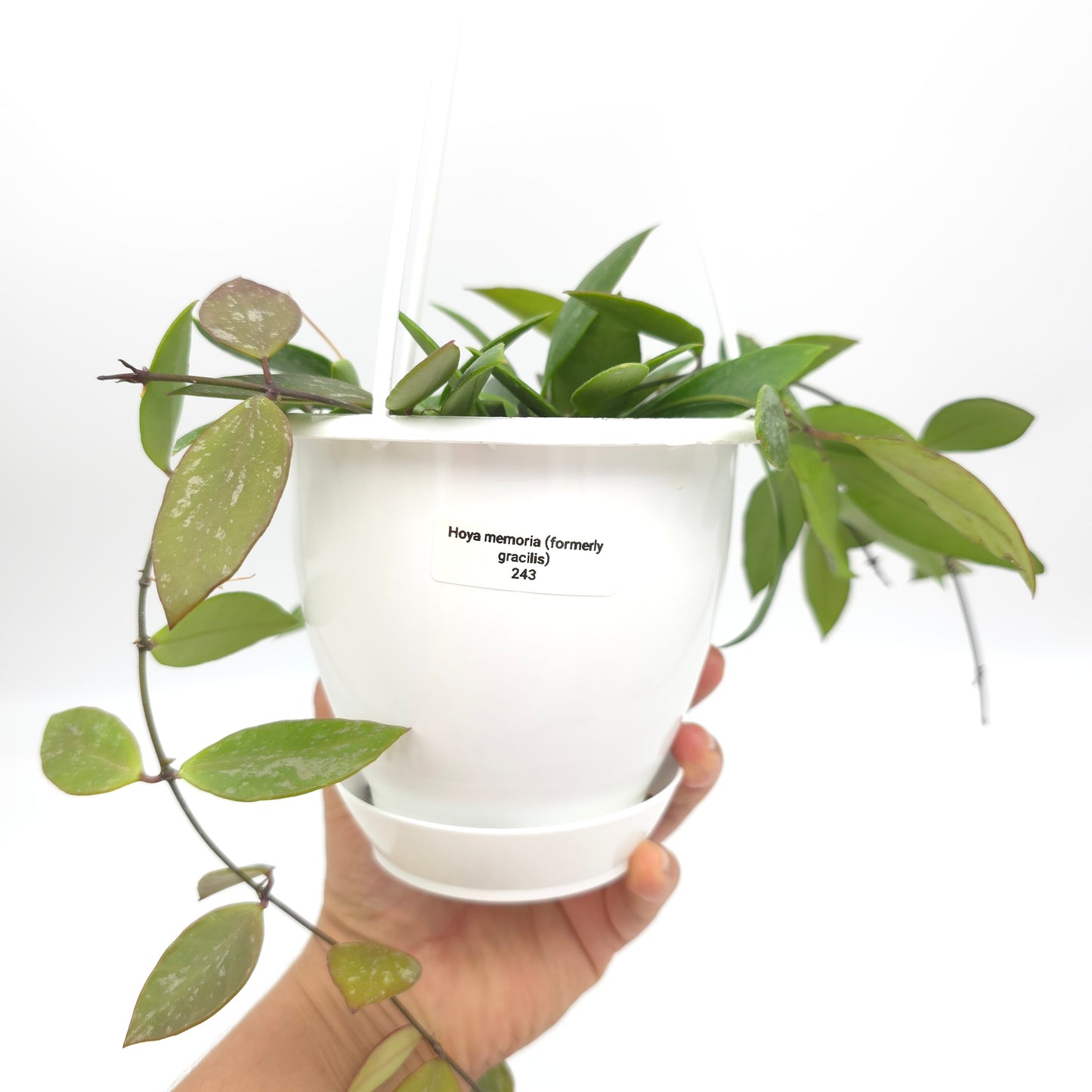 Hoya memoria (formerly gracilis) 4.5 inch hanging basket 243