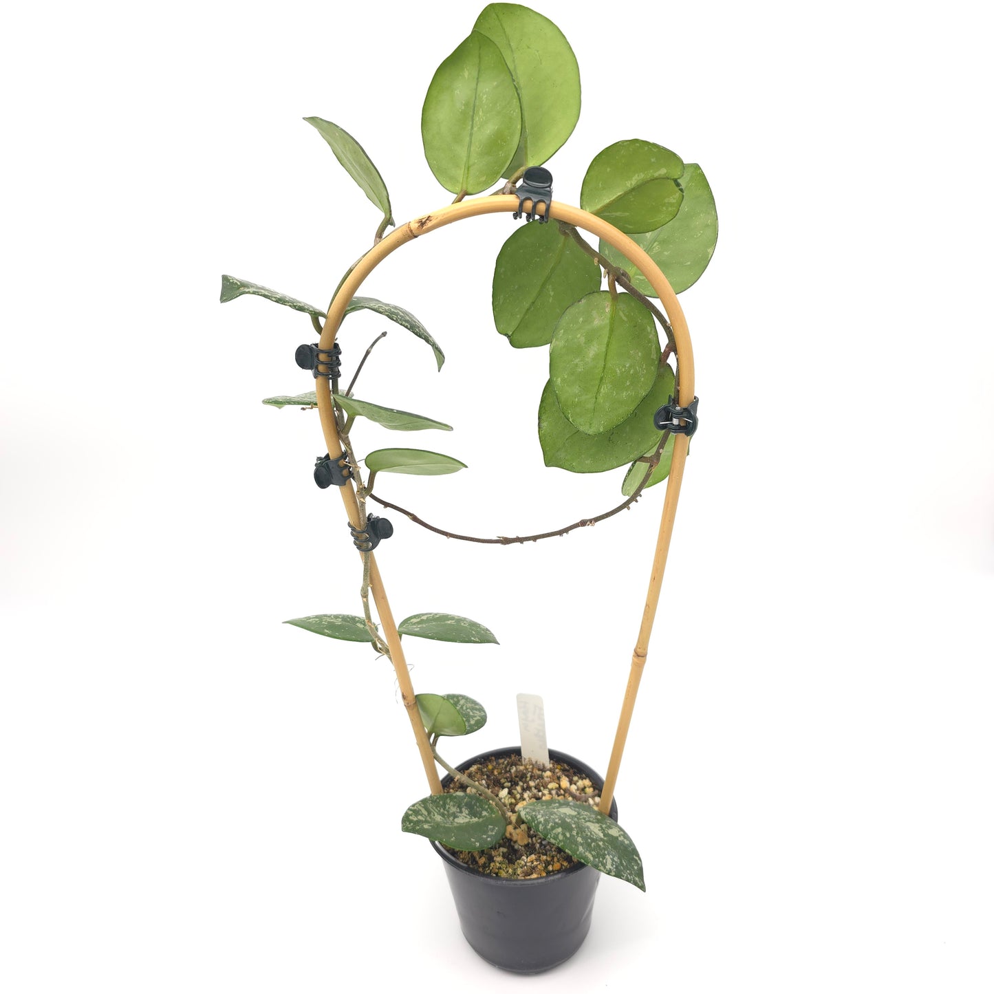 Hoya carnosa Freckles 4 inch pot 380