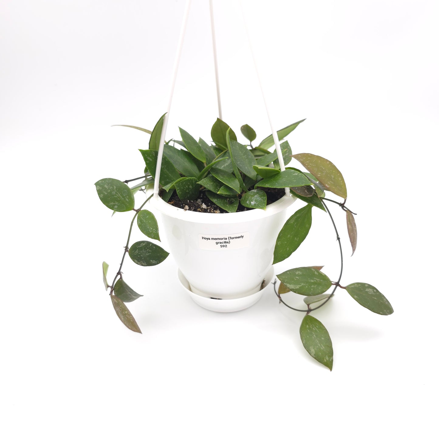 Hoya memoria (formerly gracilis) 4.5 inch hanging basket 592