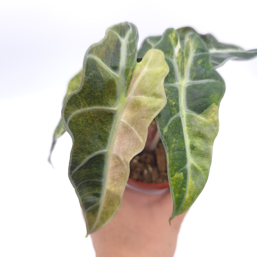 Alocasia Polly Yellow Splash (aka aurea variegated) 3 inch pot Growers Choice